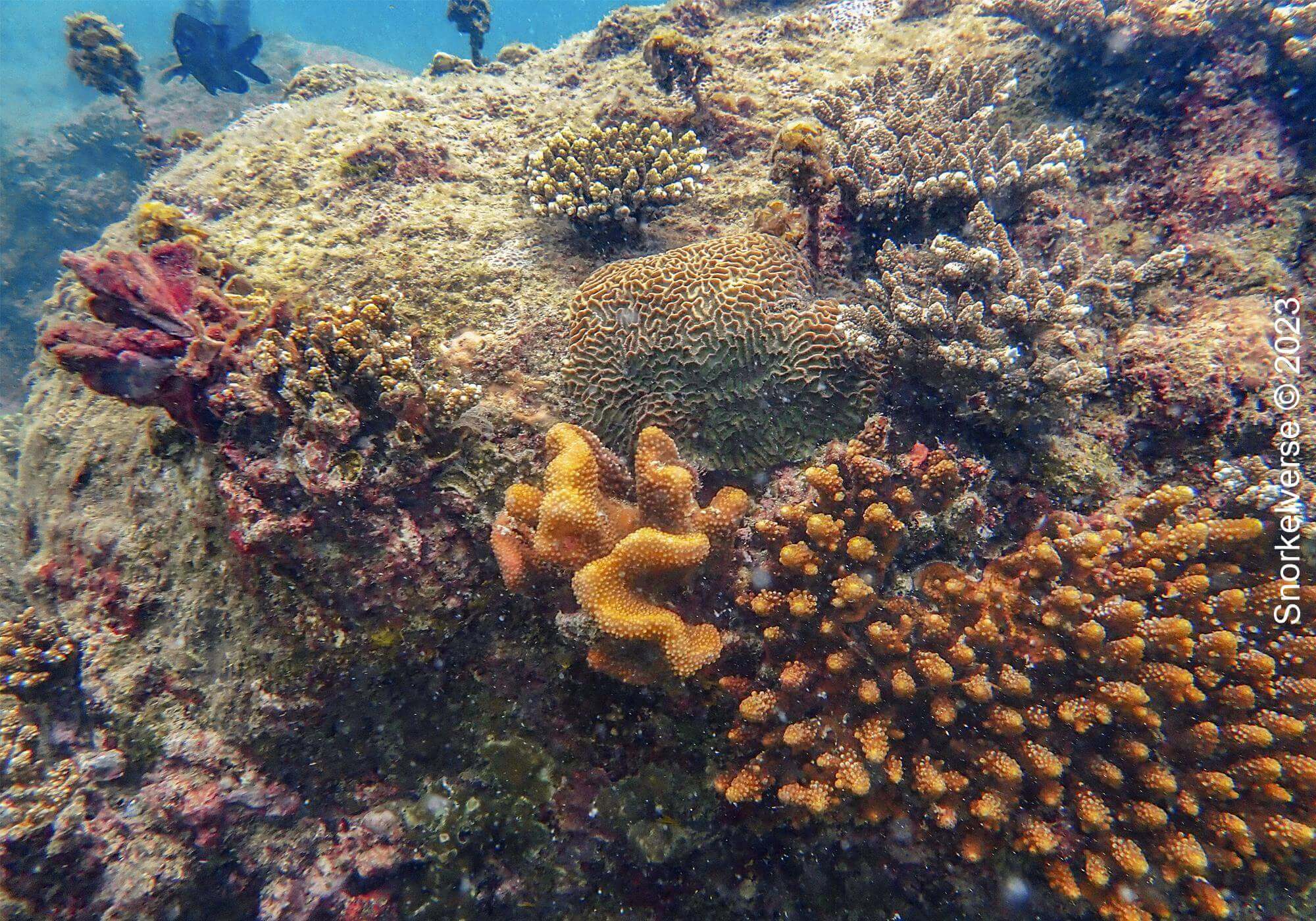 Coral Kata Noi Beach