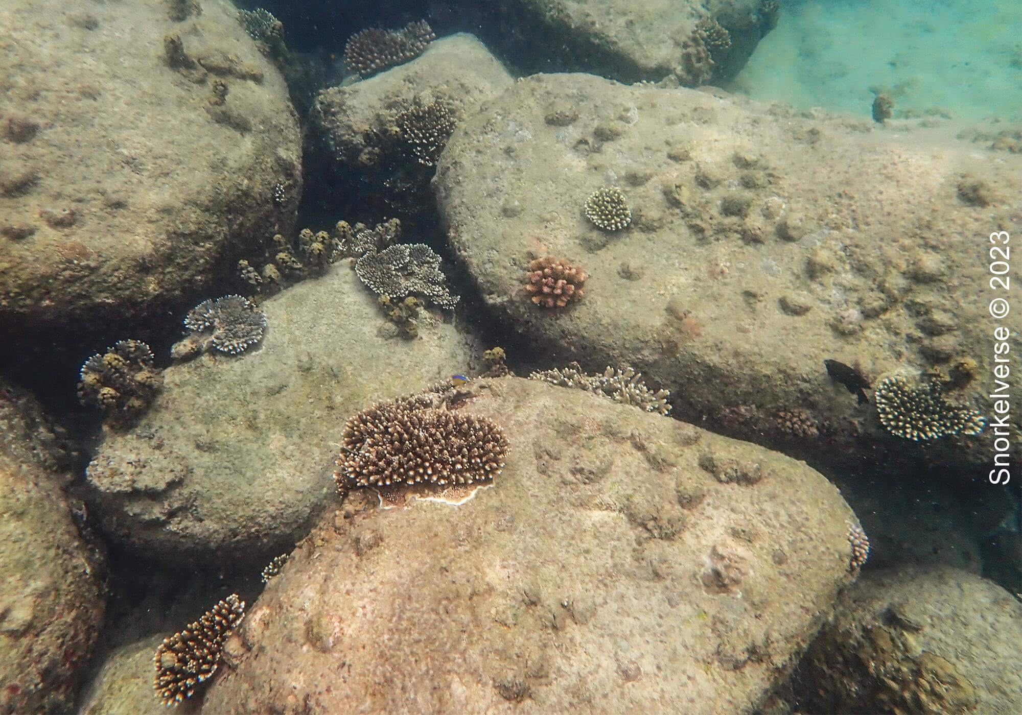 Multiple corals on rocks