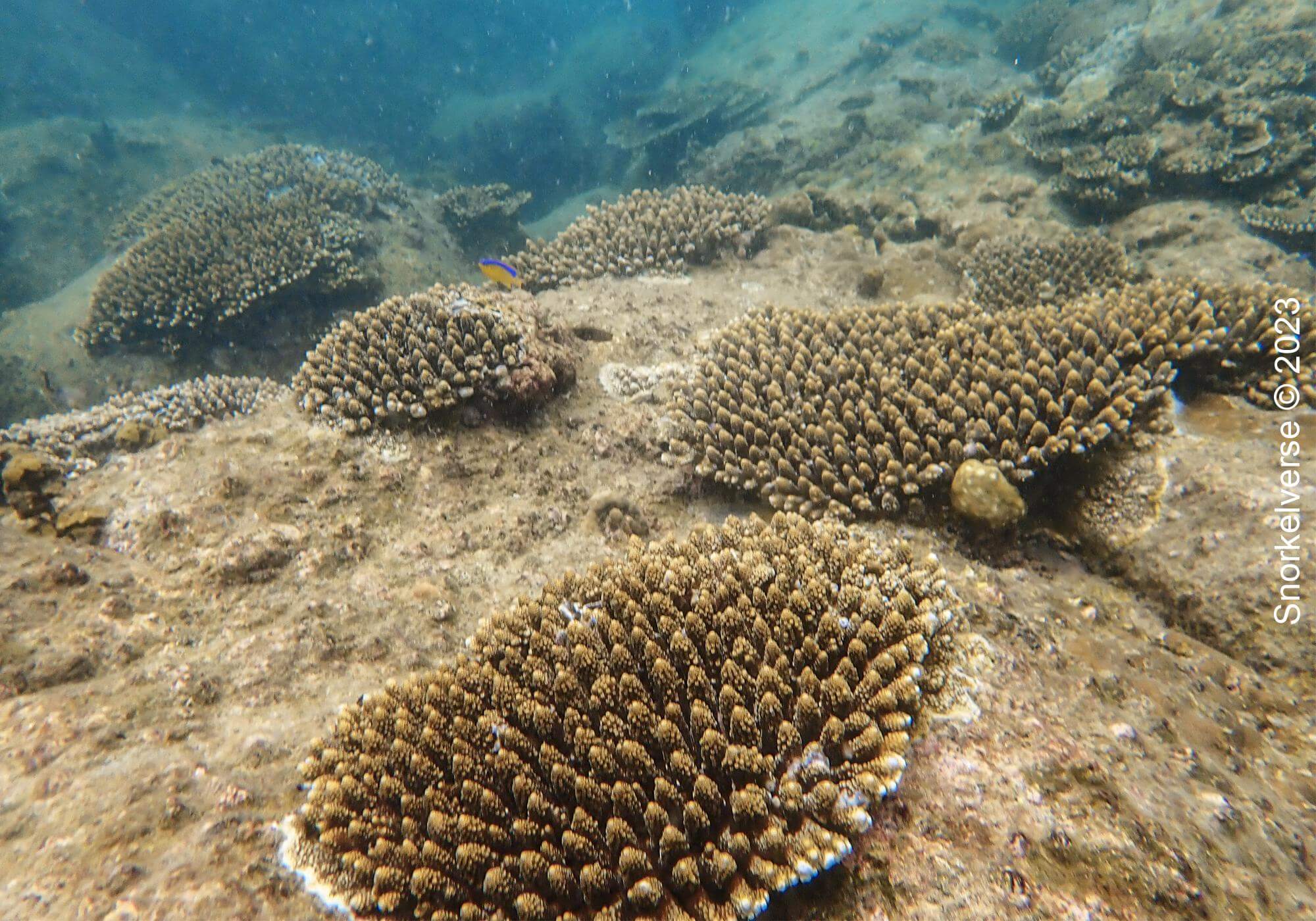 Stoney Coral on rockface