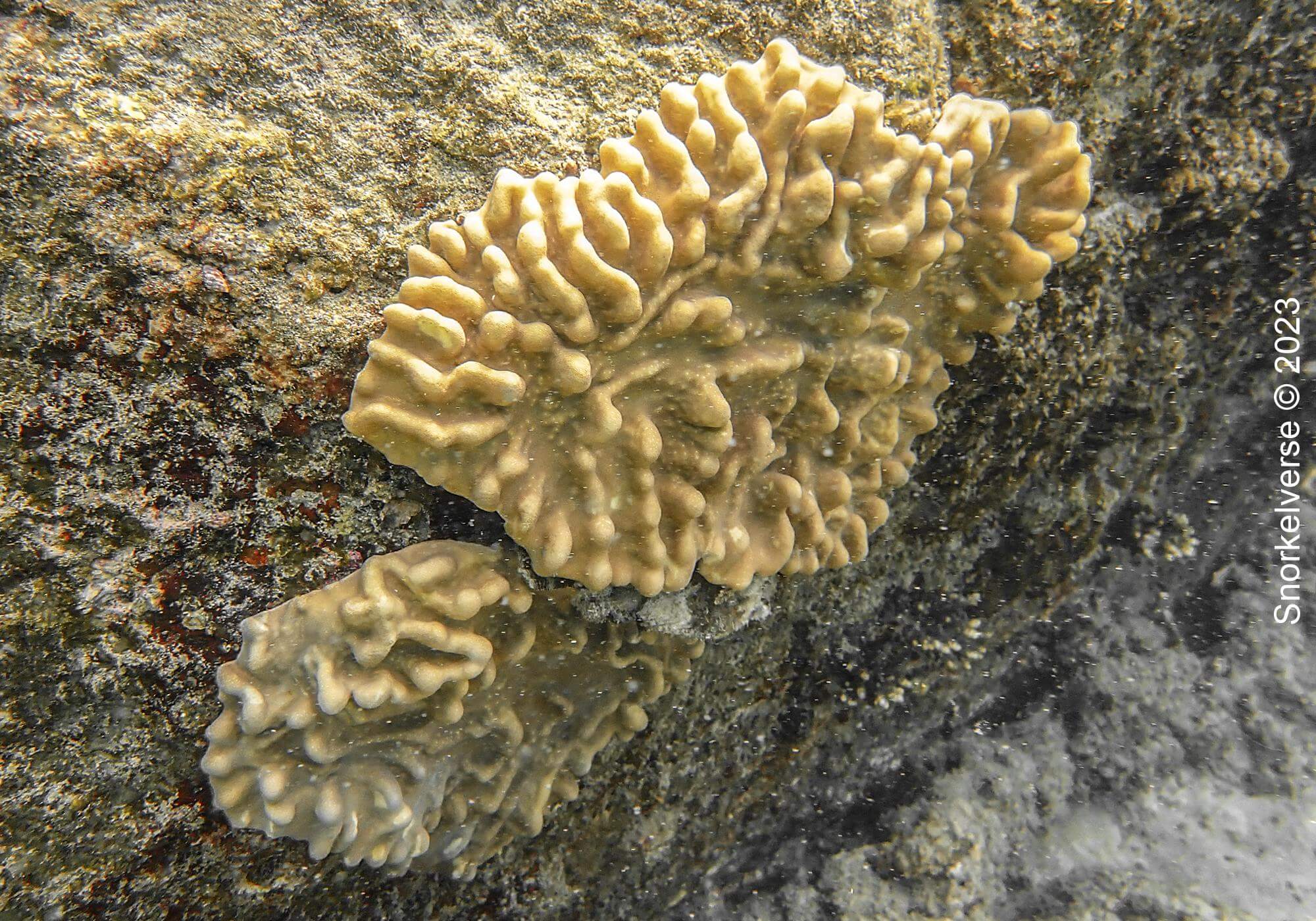 Coral On Rocks Kata Noi Beach 4