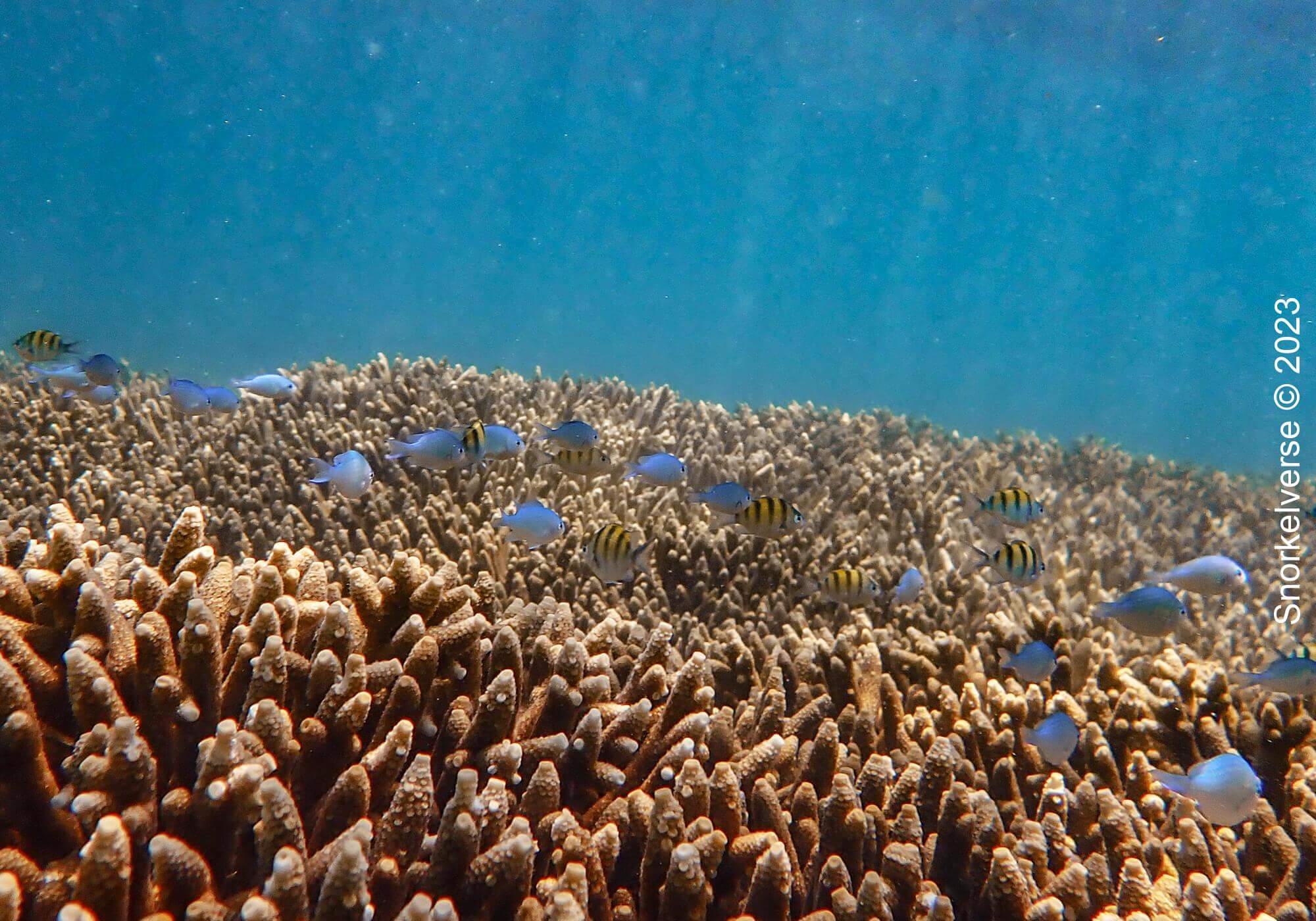 Damselfish swimming above coral, Bon Island