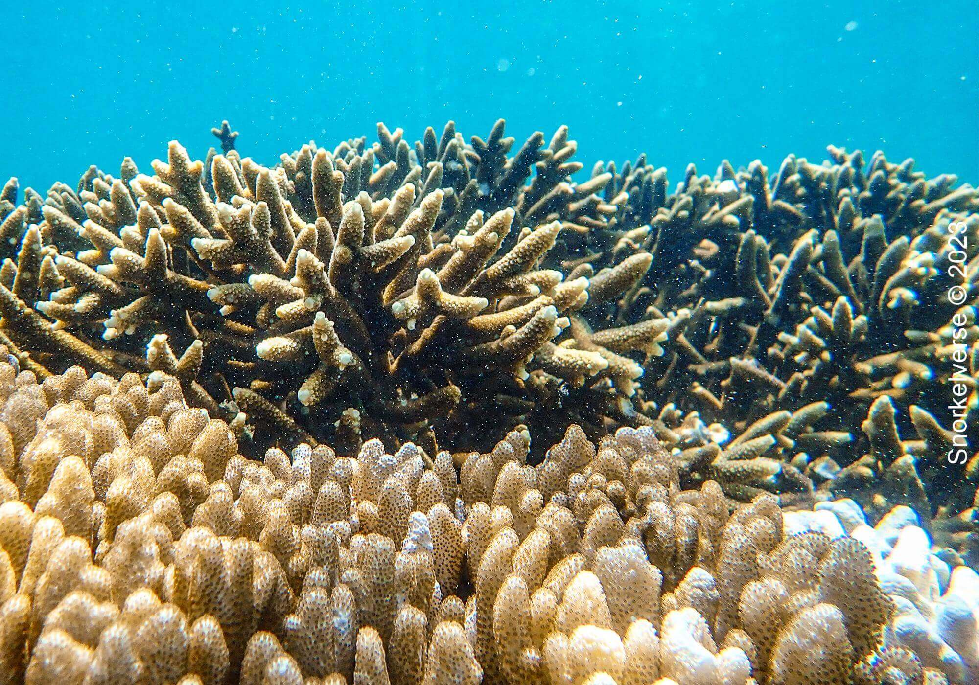 Coral Reef, Bon Island
