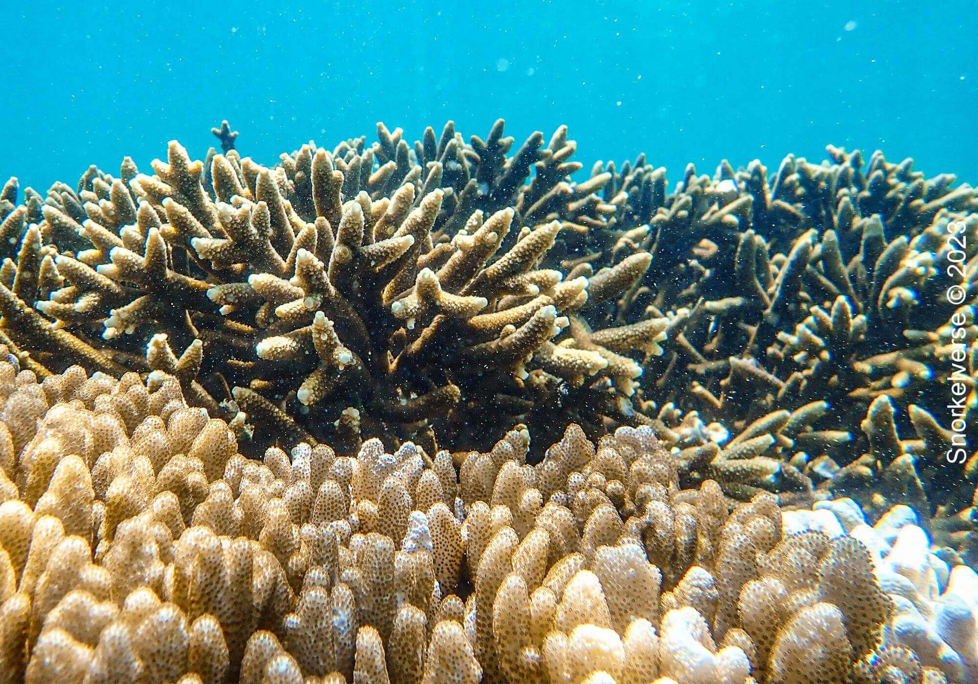 Ultimate Snorkel Review: Bon Island, Thailand 32 Coral Reef, Bon Island