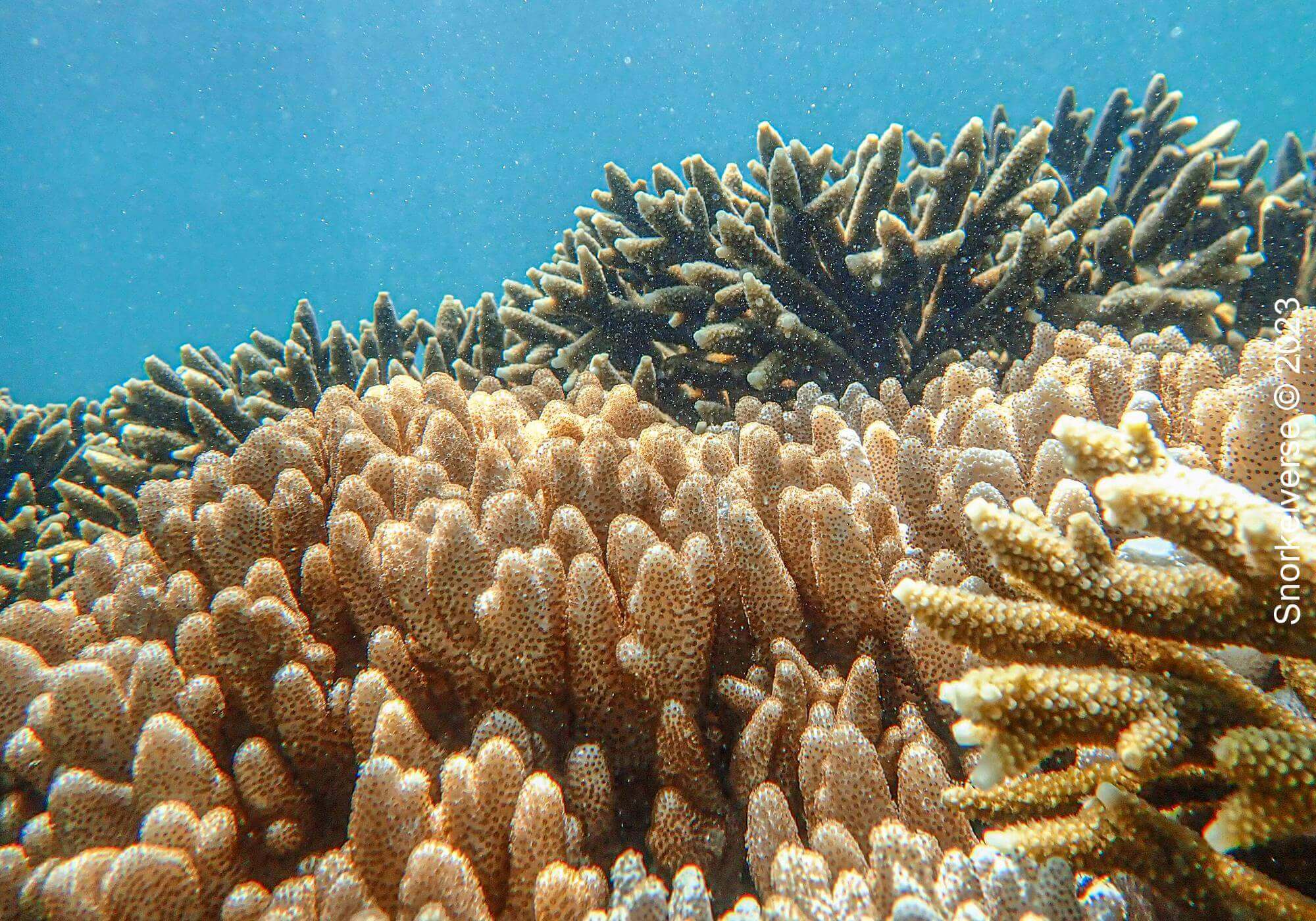 Ultimate Snorkel Review: Bon Island, Thailand 31 Soft Coral, Ko Bon