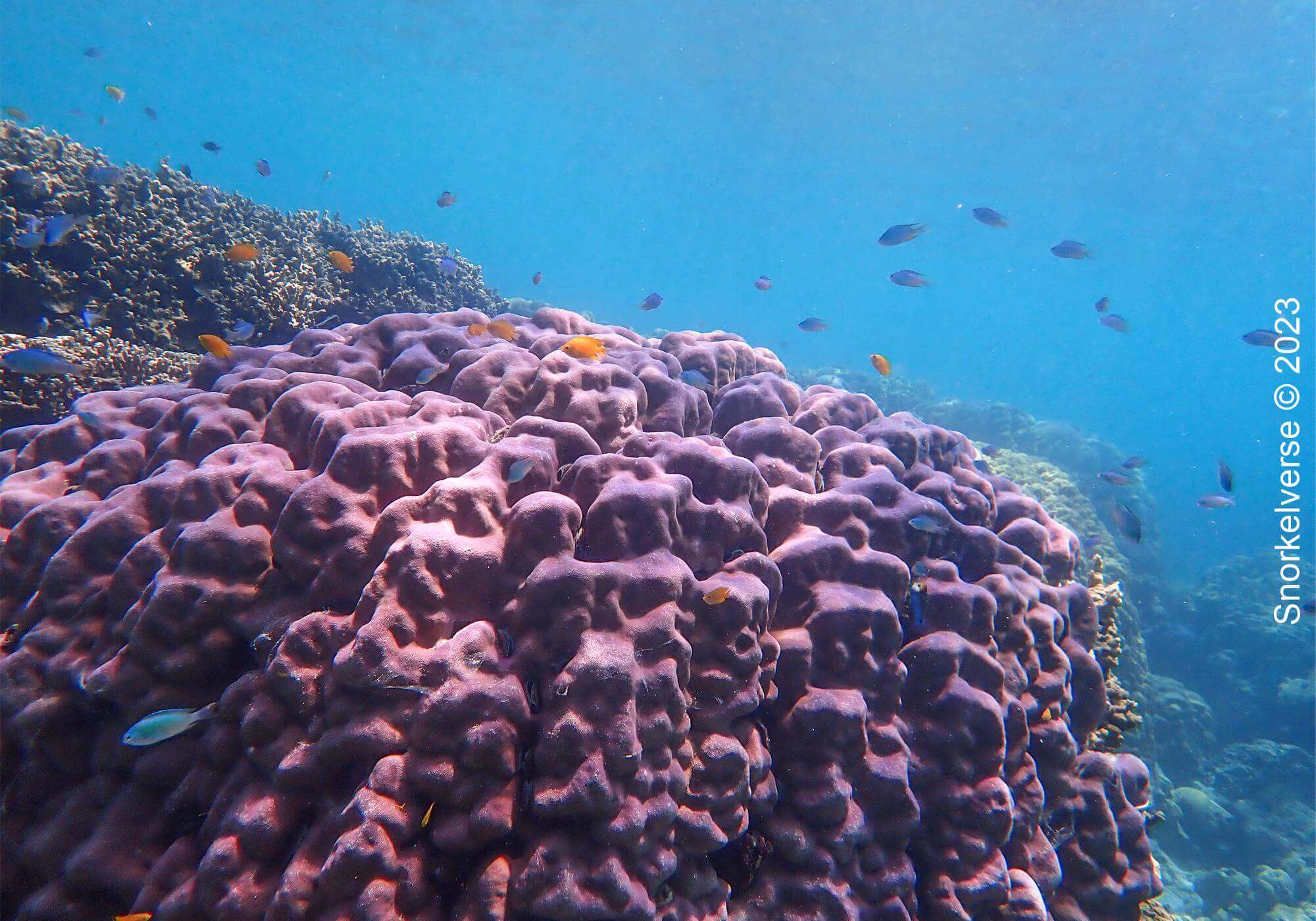 Coral Reef, Chong Kad Channel, Surin Islands