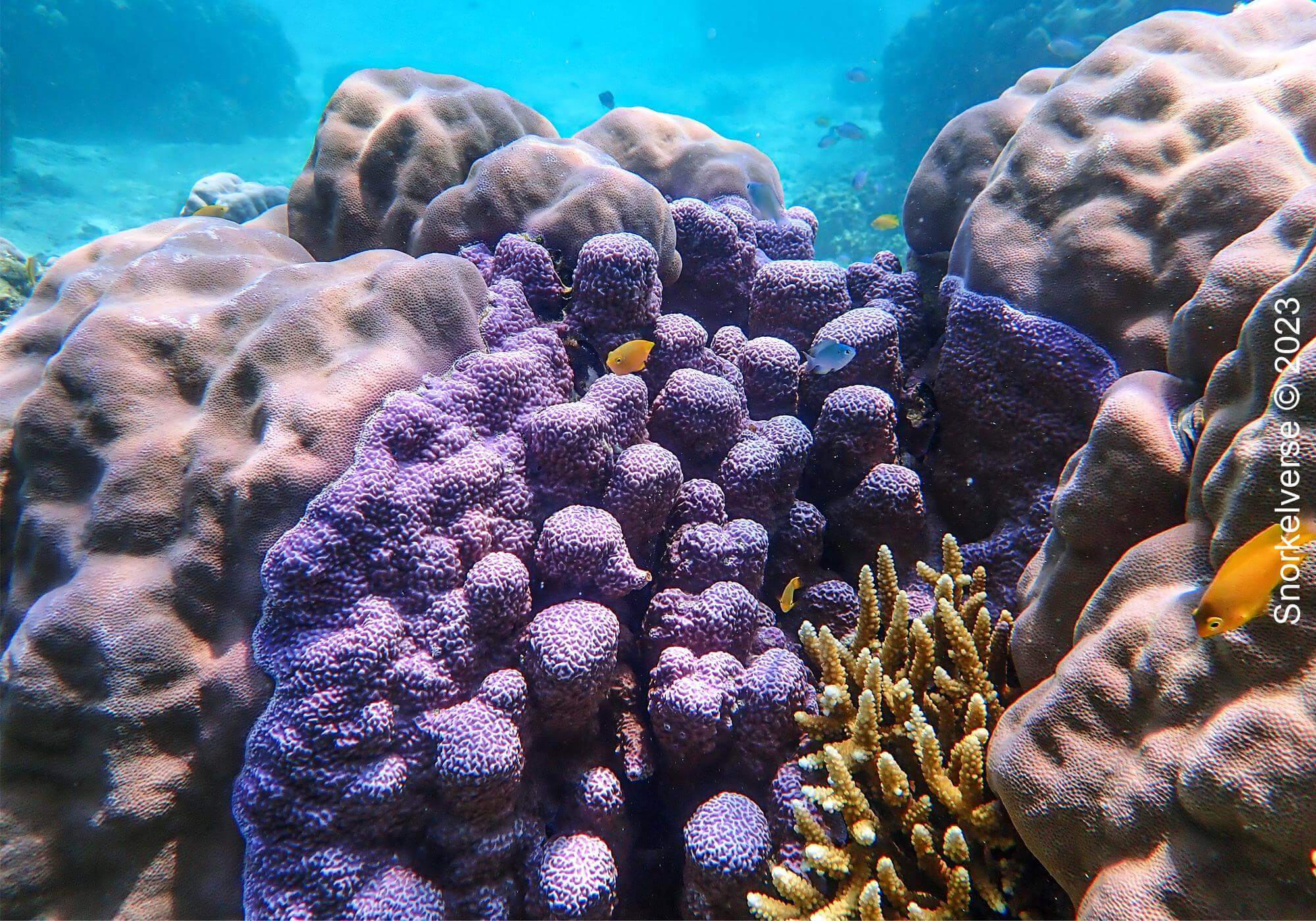 Coral Reef, Surin Islands