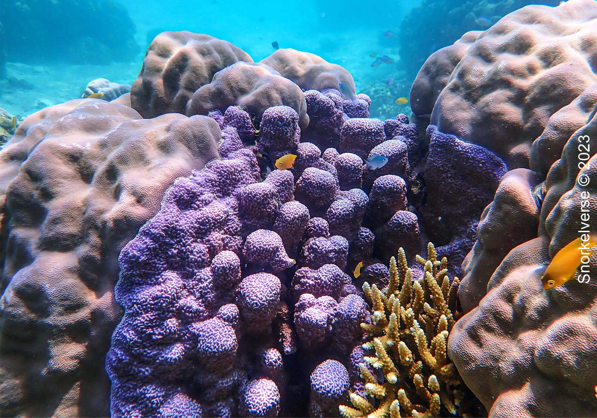 Snorkeling Surin Islands, Thailand 22 Coral Reef, Surin Islands