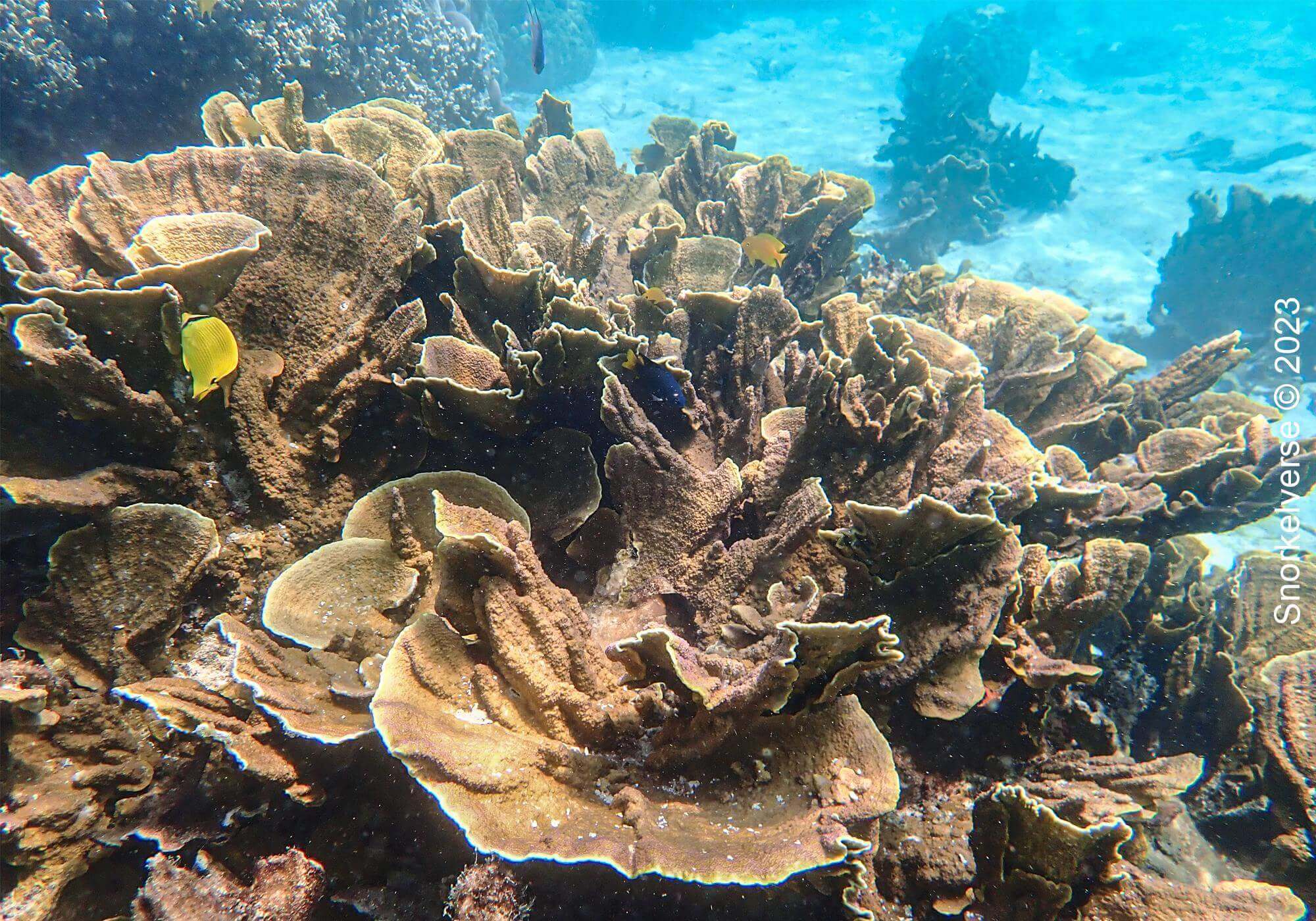 Coral Reef, Chong Kad Channel, Surin Islands
