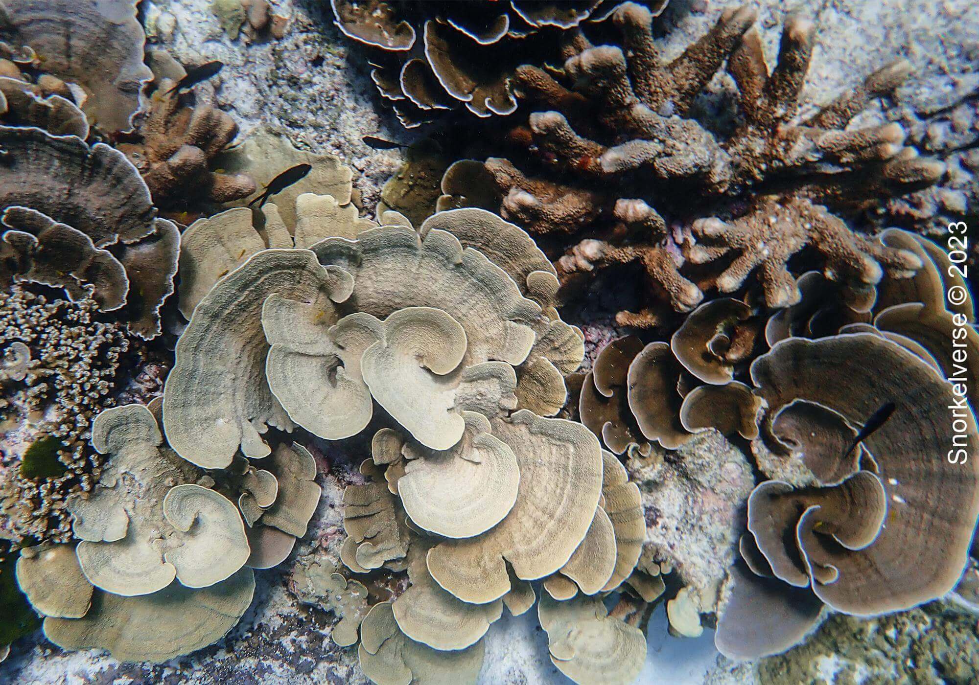 Lettuce Coral, Christmas Point, Similan Islands