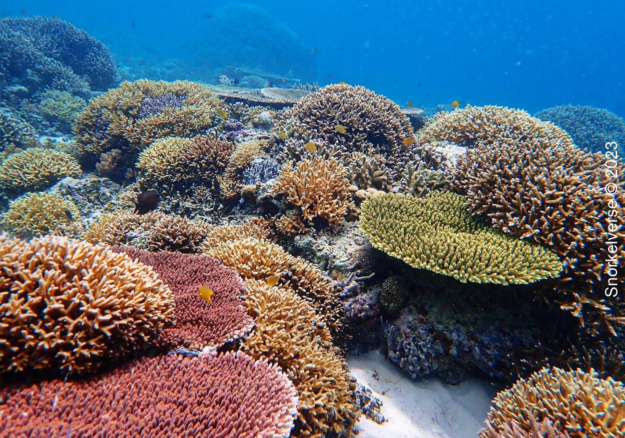 Coral Reef, Coral Garden, Gili Meno