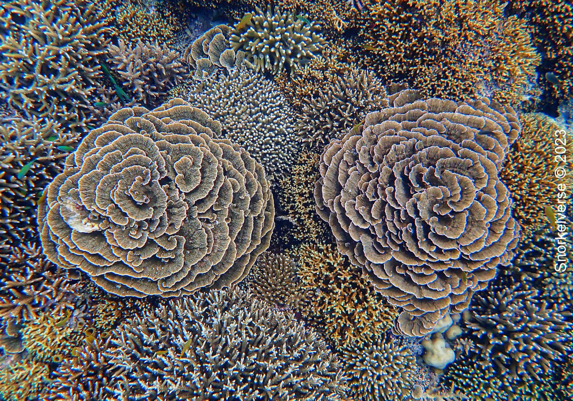 Coral Reef, Coral Garden, Gili Meno, Bali