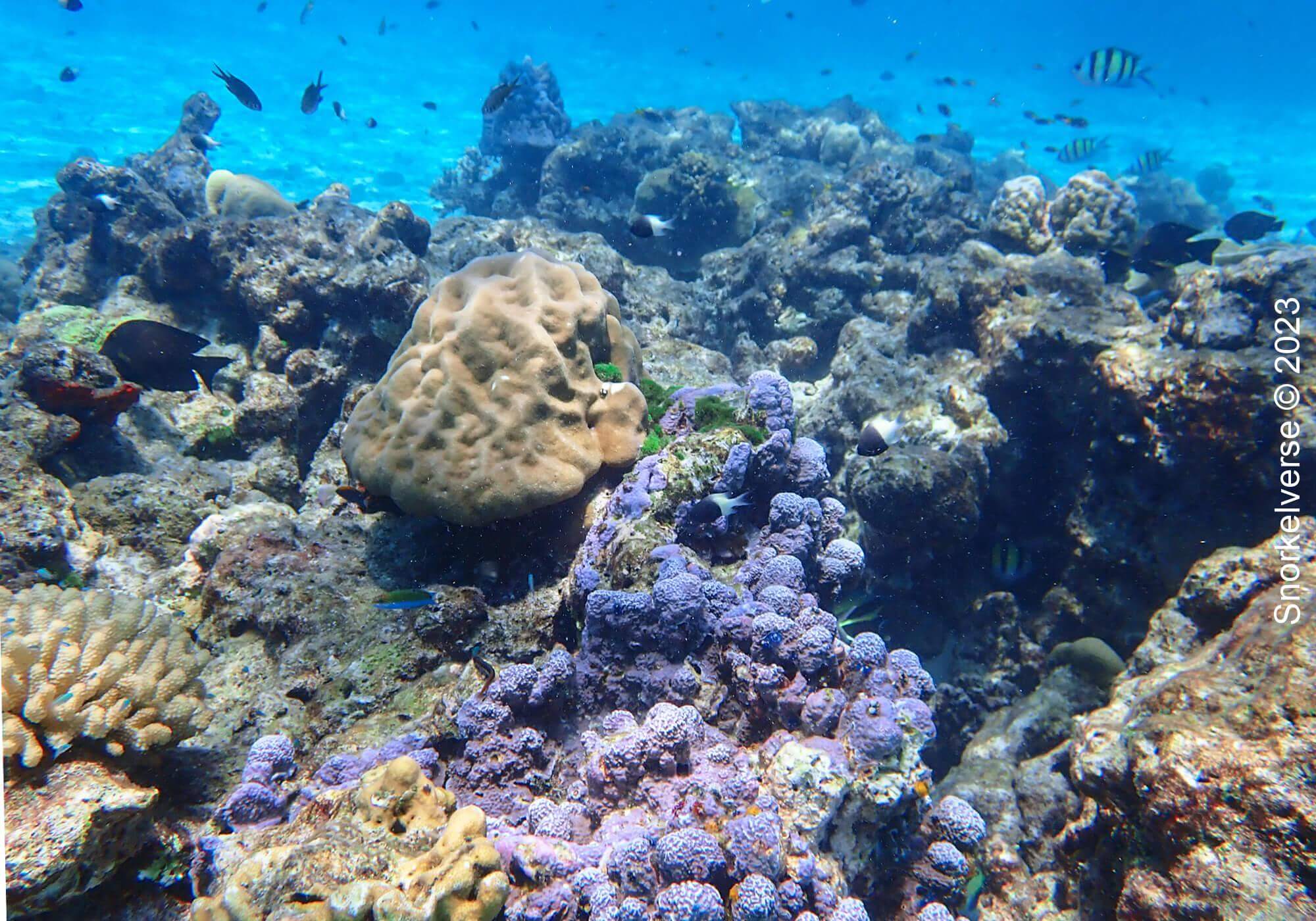 Coral Reef, Honeymoon Bay, Similan Islands