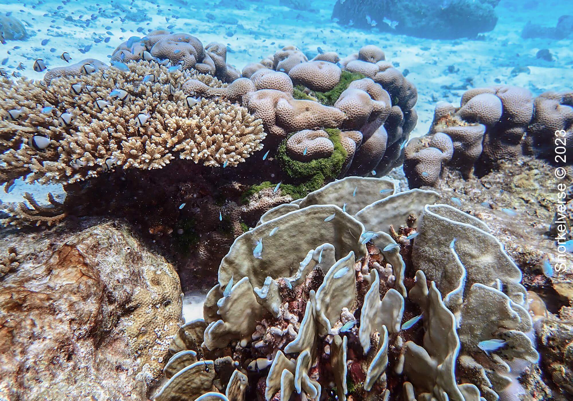 Coral Reef, Honeymoon Bay, Similan Islands