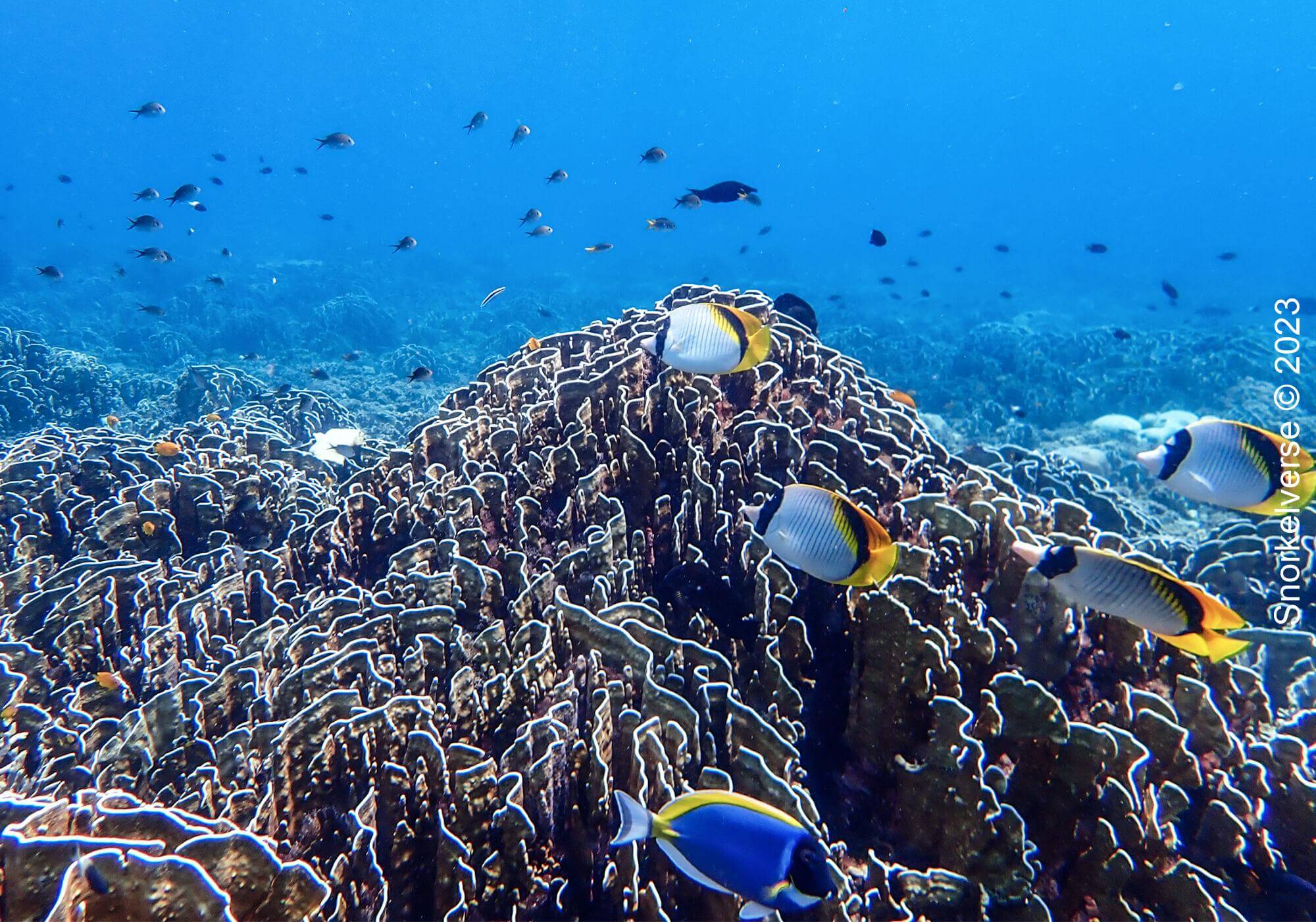 Coral Reef, Similan Islands