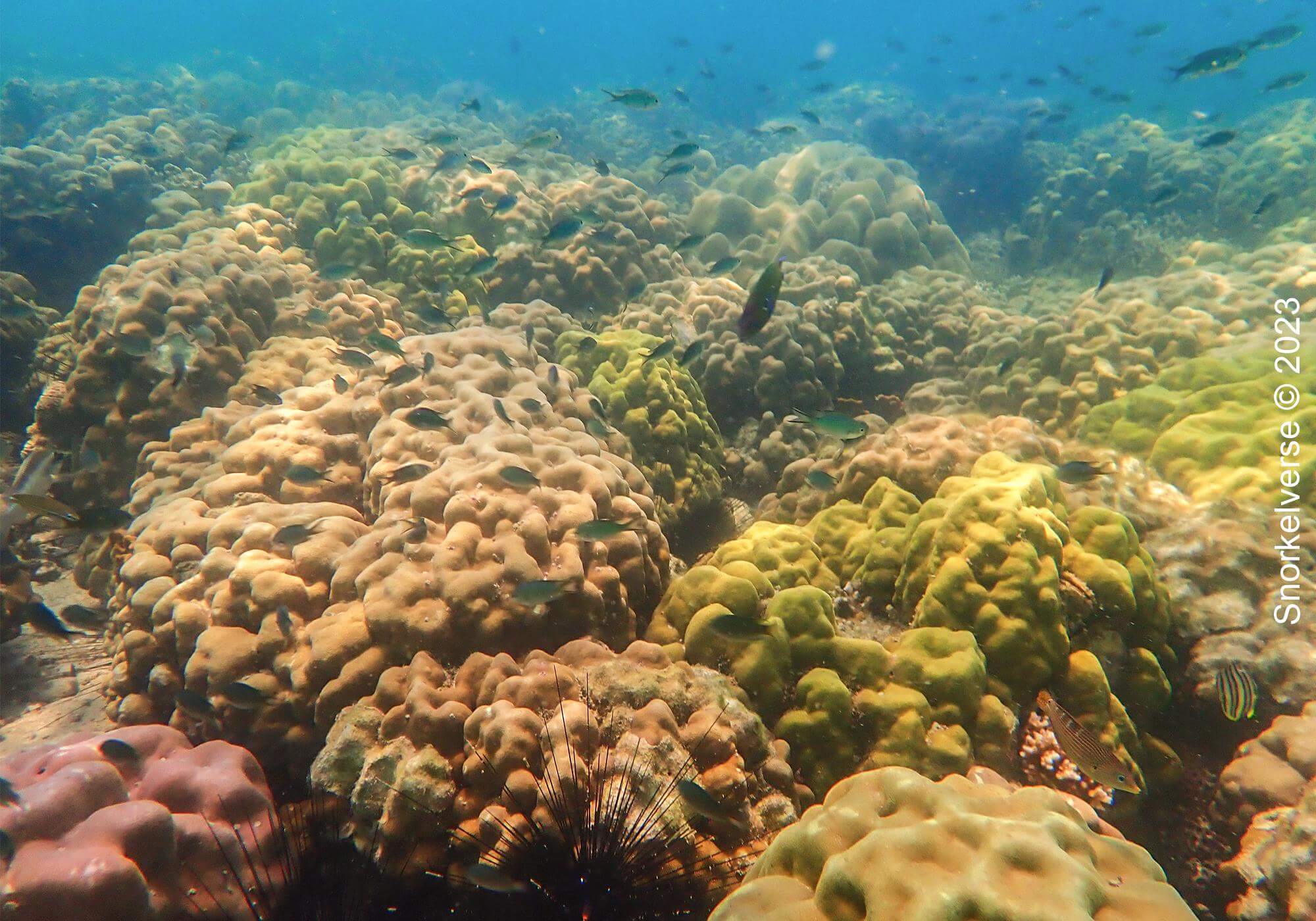 Boulder Coral, Khai Nai