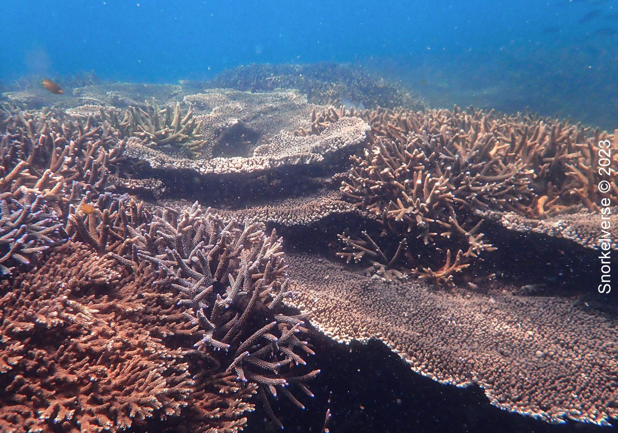Coral Reef, Khai Nai