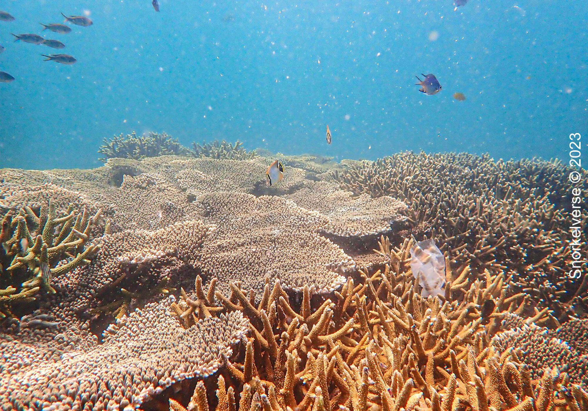 Coral Reef at Khai Nai