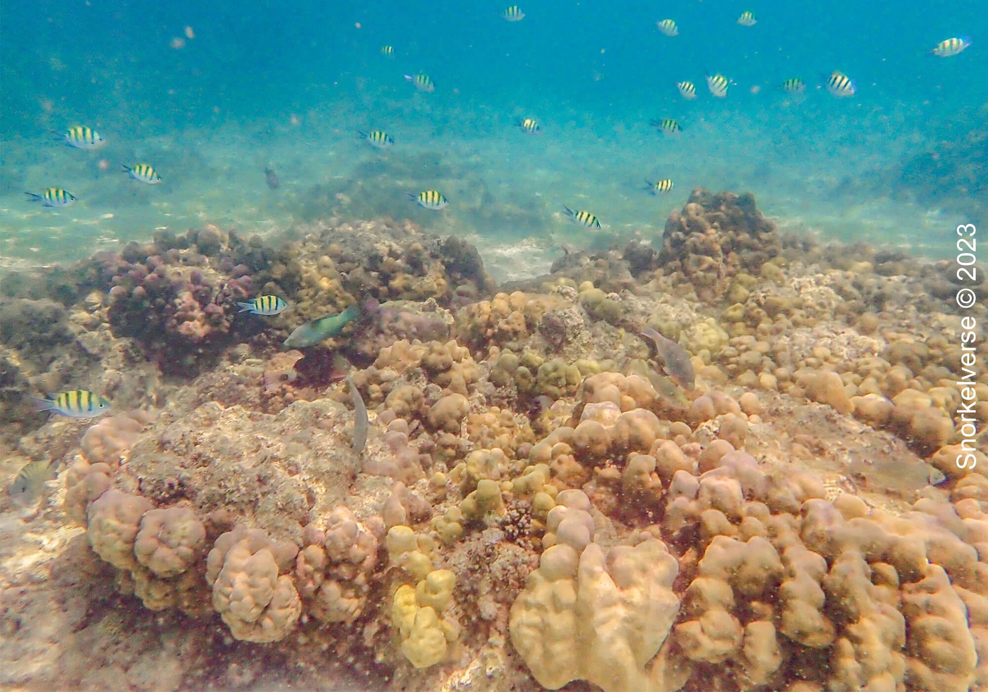 Coral Reef, Khai Nui