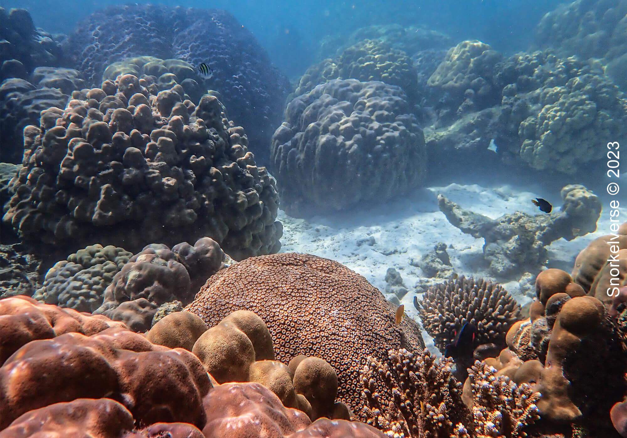 Coral Reef, Surin Islands