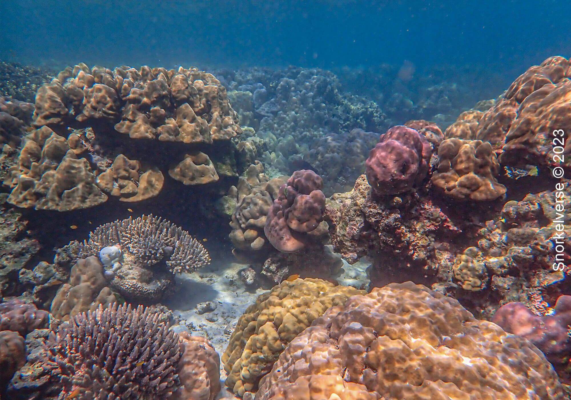 Snorkeling Surin Islands, Thailand 38 Coral Reef, Mae Yai Bay, Surin Islands