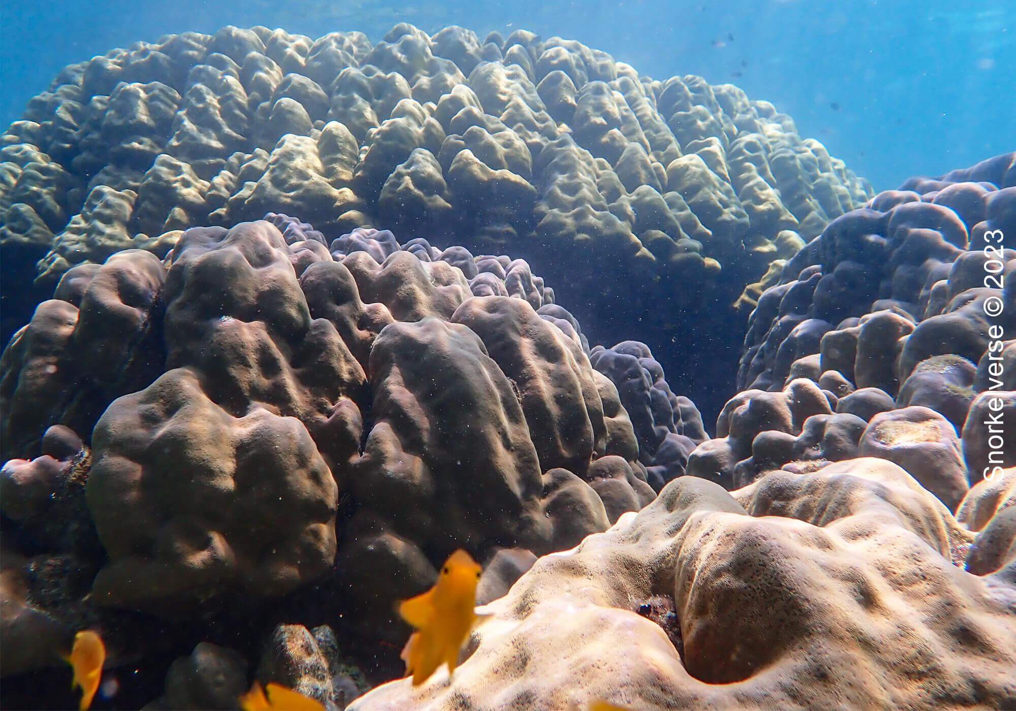 Coral Reef, Mae Yai Bay, Surin Islands