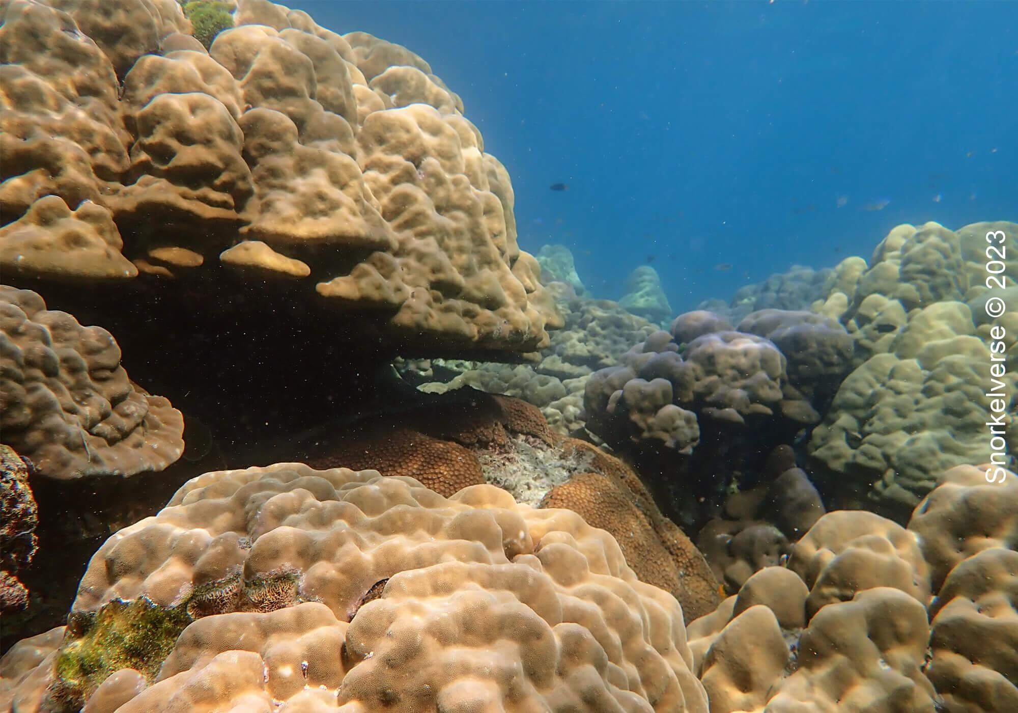 Snorkeling Surin Islands, Thailand 39 Boulder Coral, Surin Islands