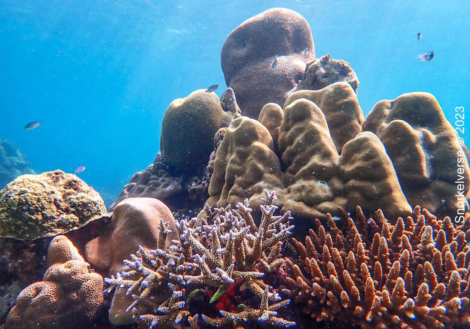 Coral Reef, Drop Off, Mae Yai Bay, Surin Islands