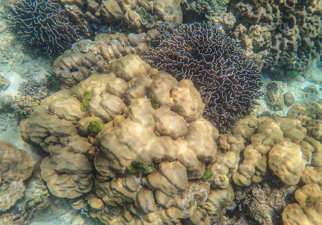 Coral Reef, Racha Island