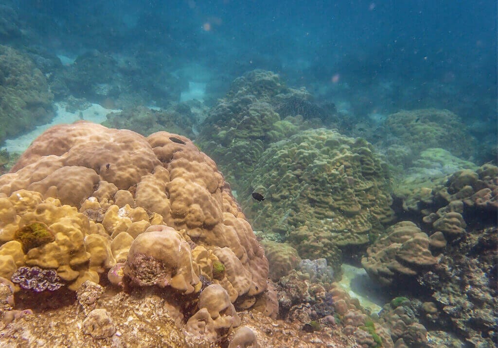 Boulder Coral Reef, Racha Island