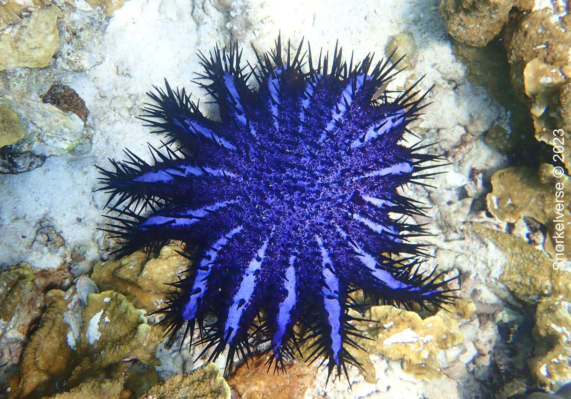 Crown-Of-Thorns Star Fish