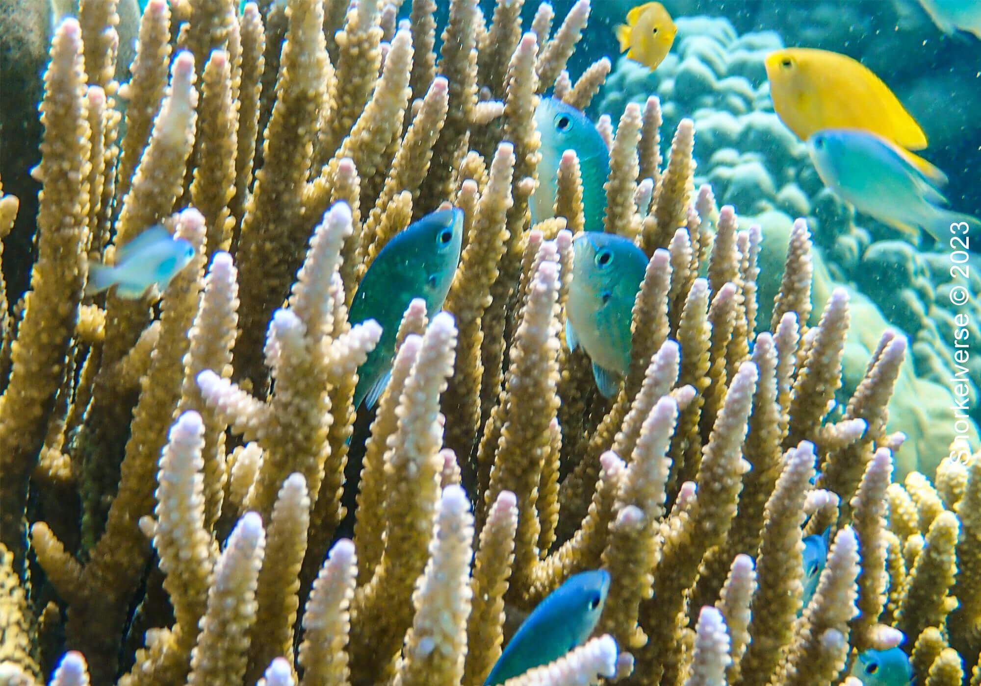 Damselfish, Coral, Surin Islands