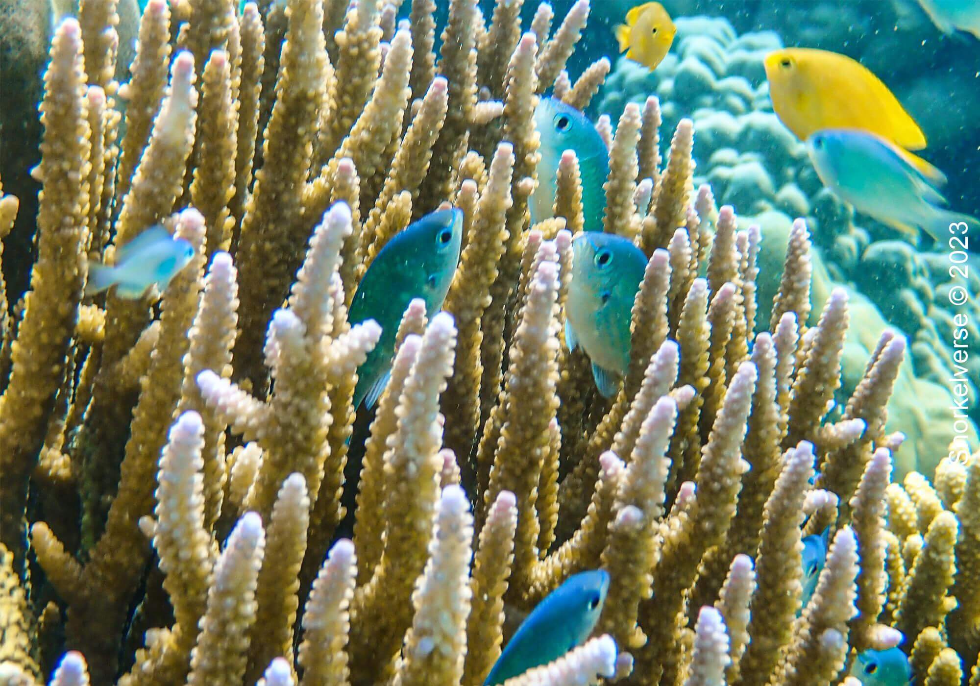 Snorkeling Surin Islands, Thailand 44 Damselfish, Coral, Surin Islands