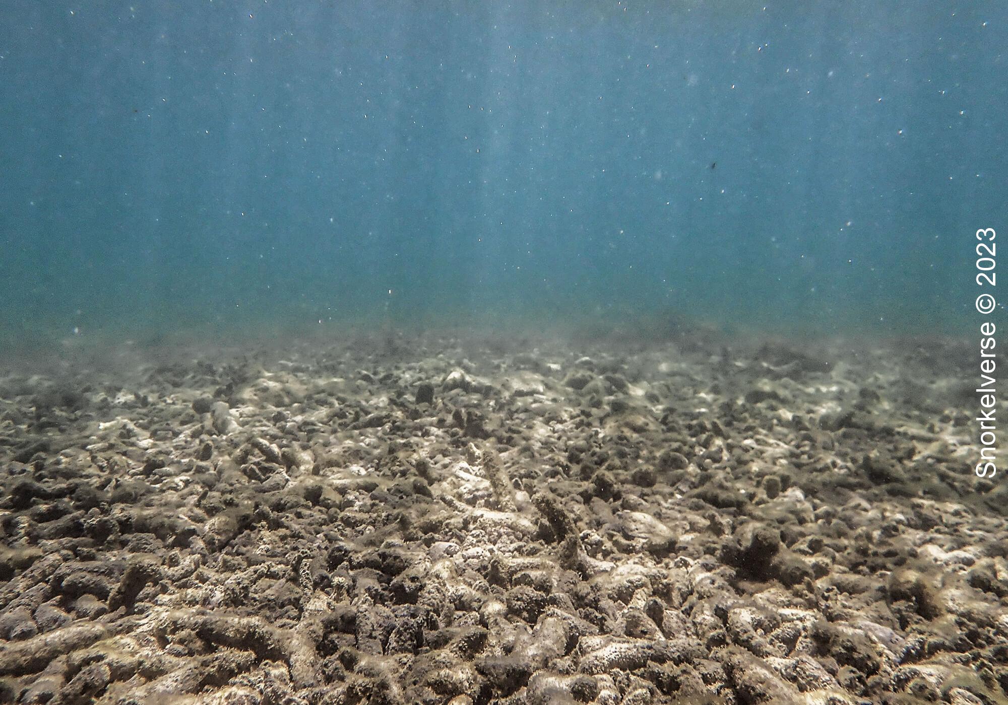 Ultimate Snorkel Review: Bon Island, Thailand 39 Dead Coral Bon Island
