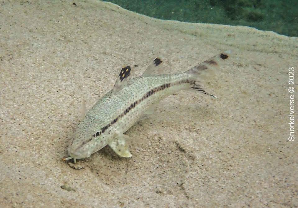 Freckled Goatfish, Kata Beach Noi