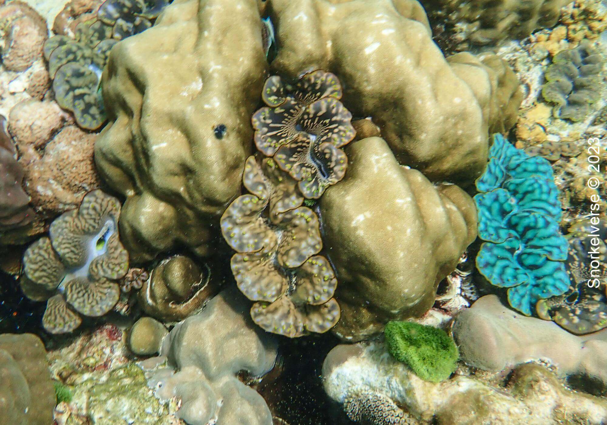 Giant Clams, Racha Island