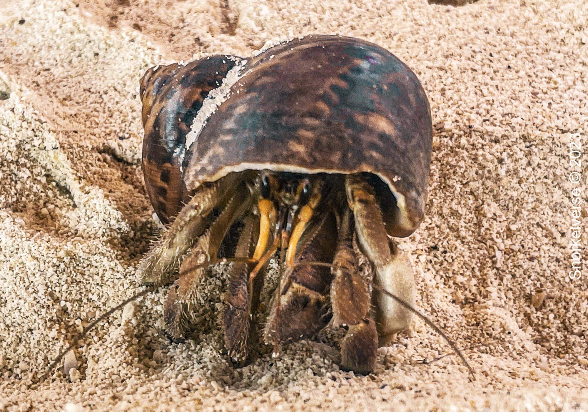 Hermit Crab, Khai Nai, Khai Islands, Phuket, Thailand