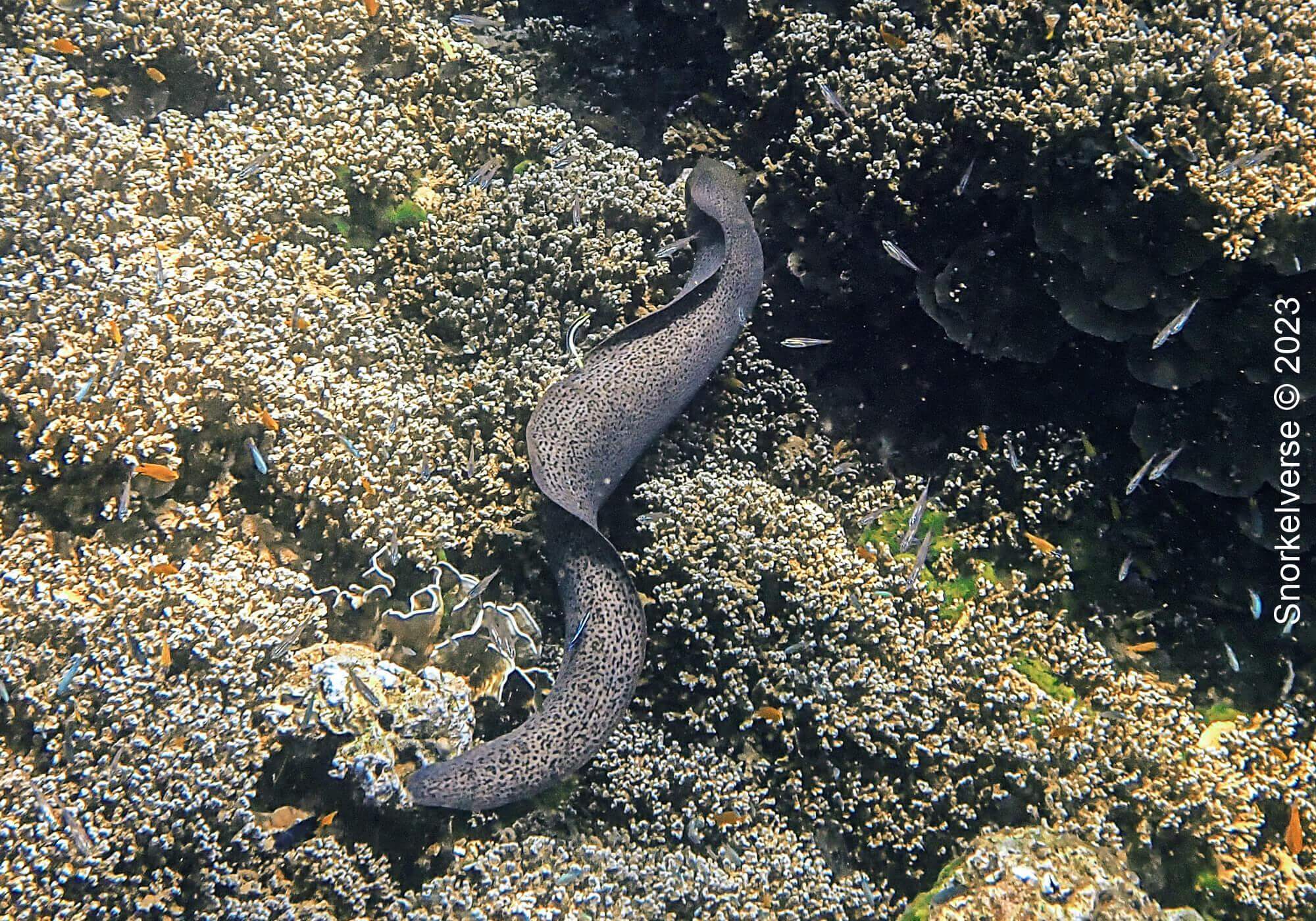 Giant Moray Eel, Honeymoon Bay, Similan Islands