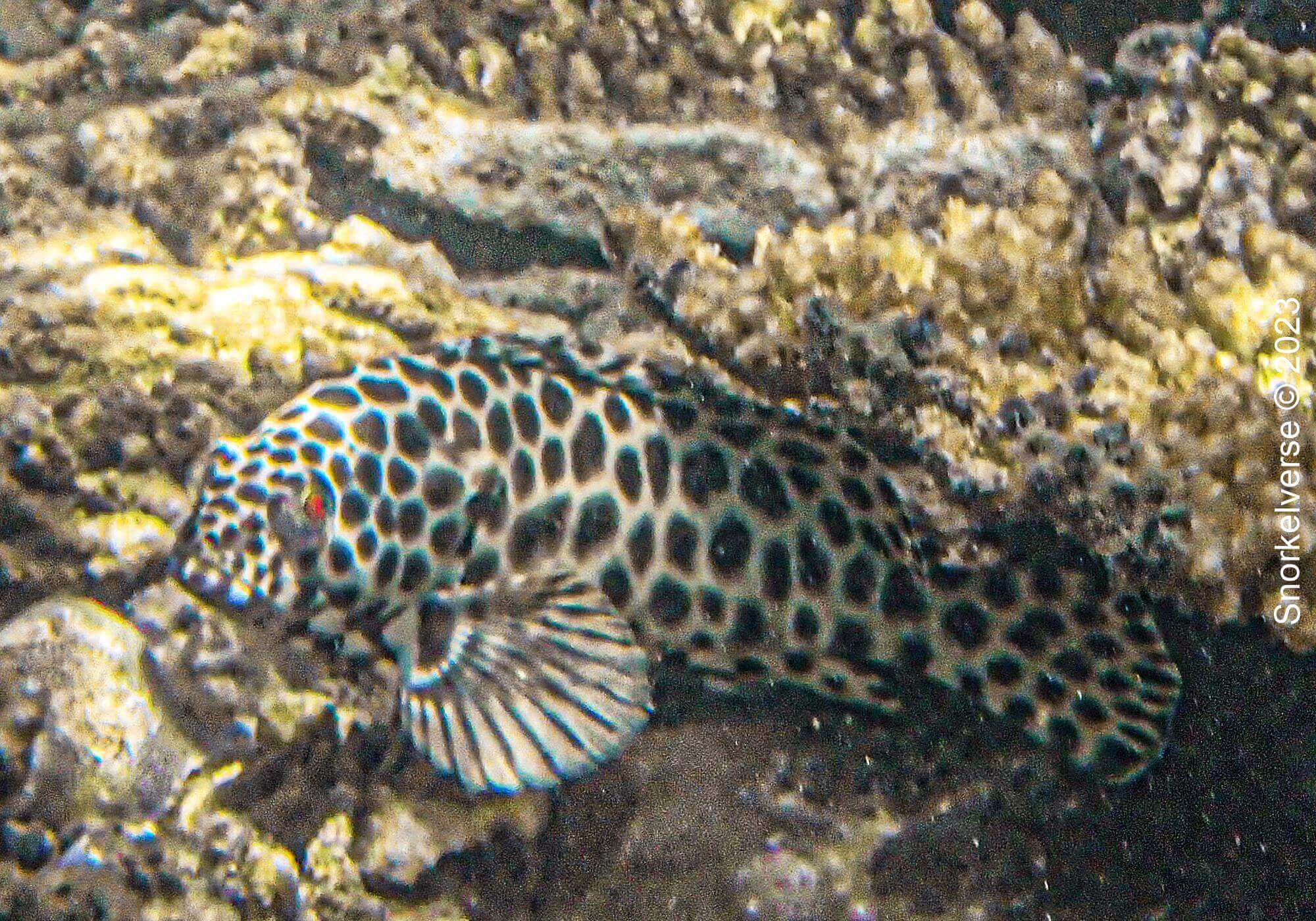 Ultimate Snorkel Review: Bon Island, Thailand 35 Honeycomb Grouper