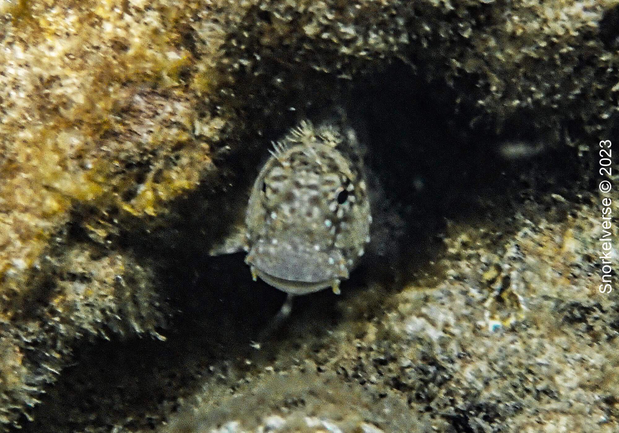 Ultimate Snorkel Review: Bon Island, Thailand 36 Jeweled Blenny Gobyfish