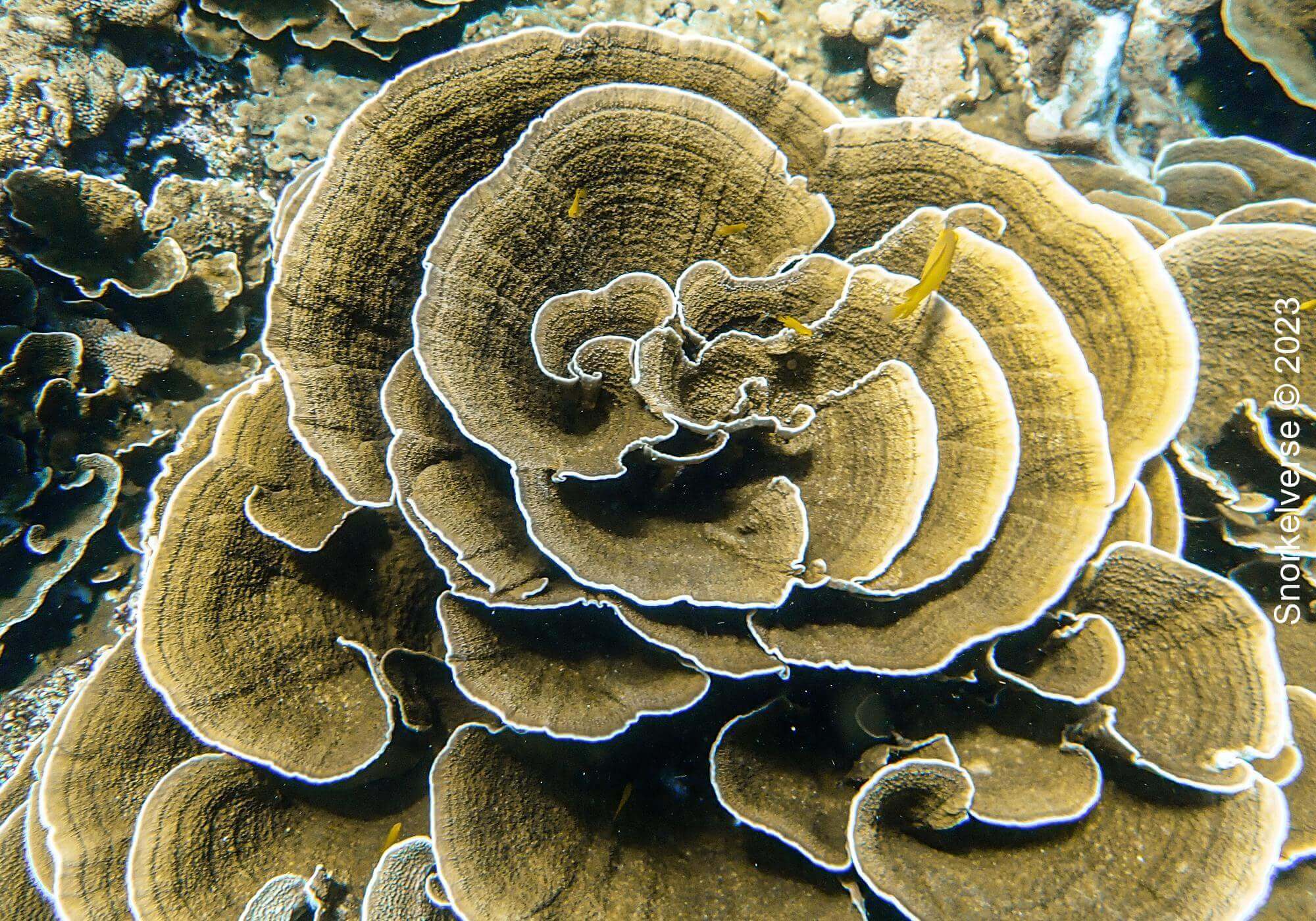 Lettuce Coral, Christmas point, Similan Islands, Thailand