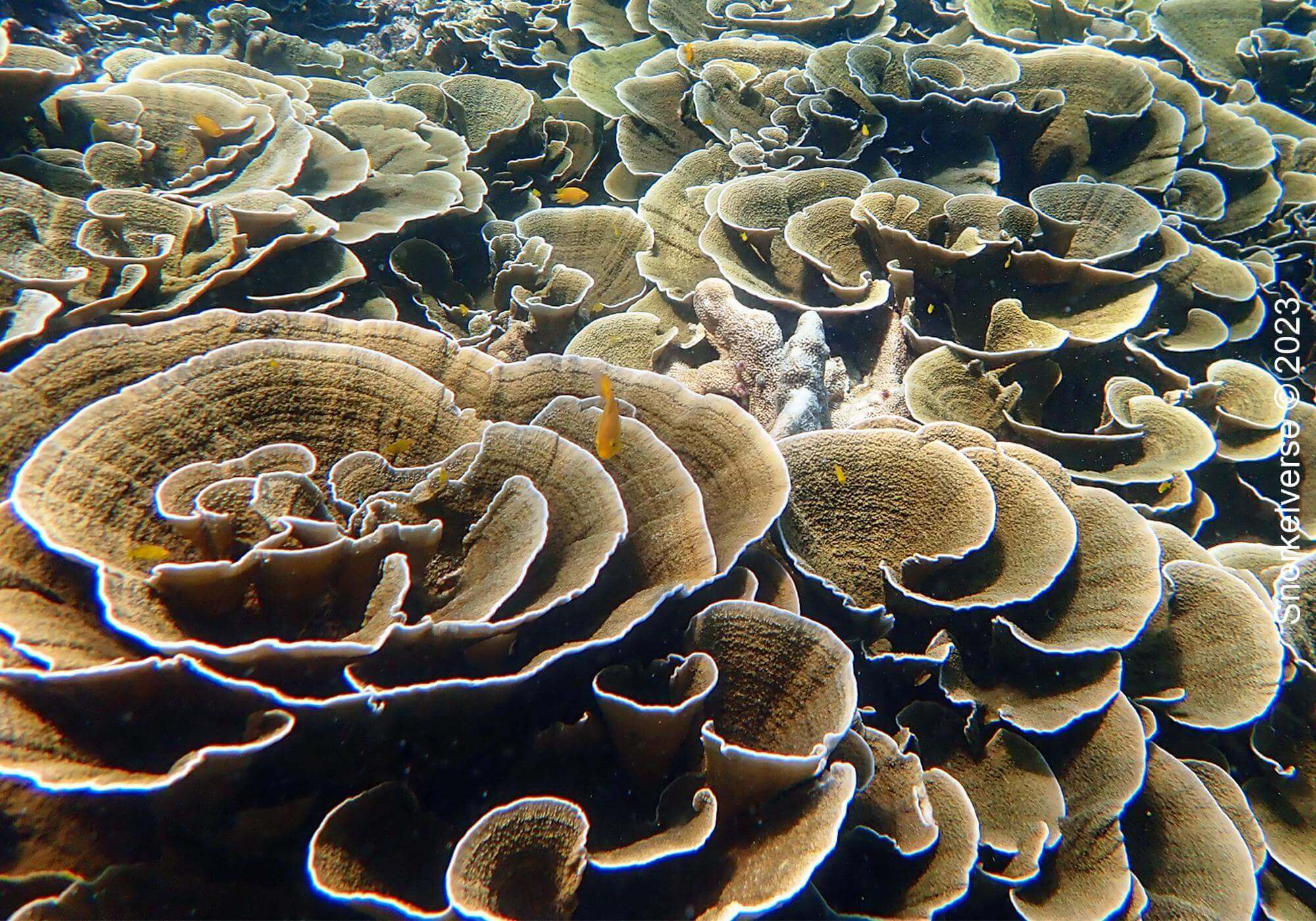 Lettuce Coral Reef, Christmas Point, Similan Islands