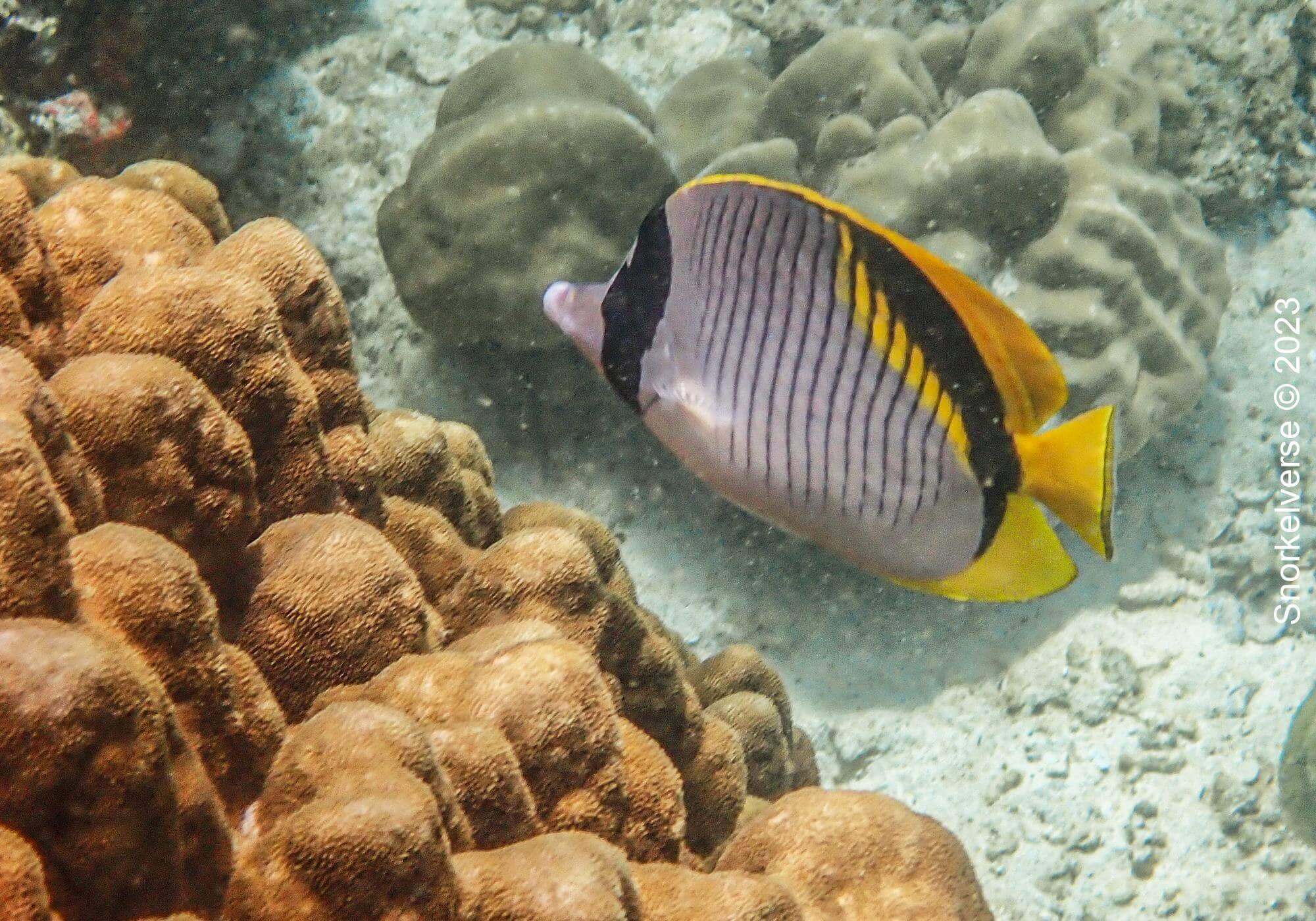 Lined Butterflyfish