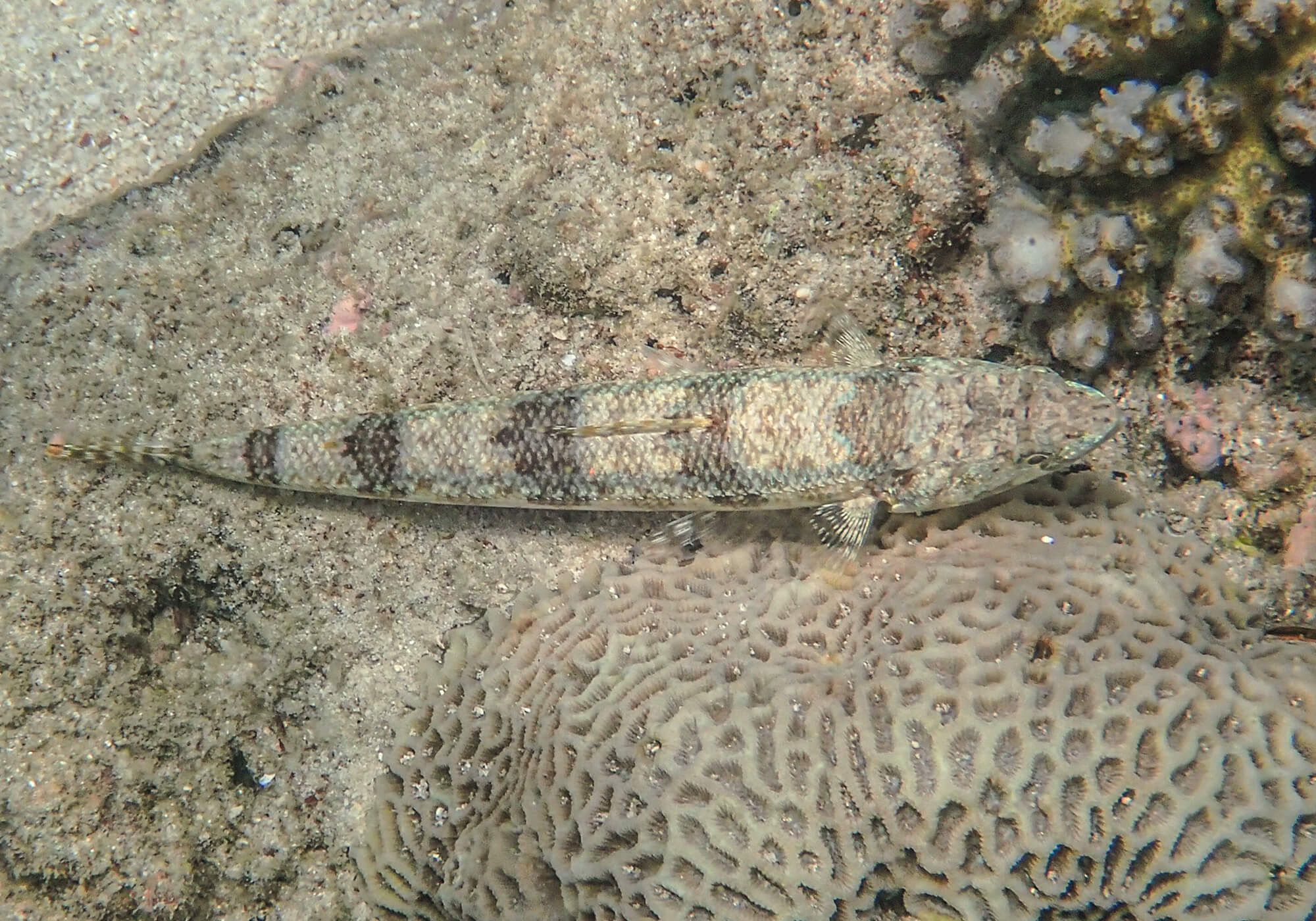 Verigated Lizardfish, Khai Nui