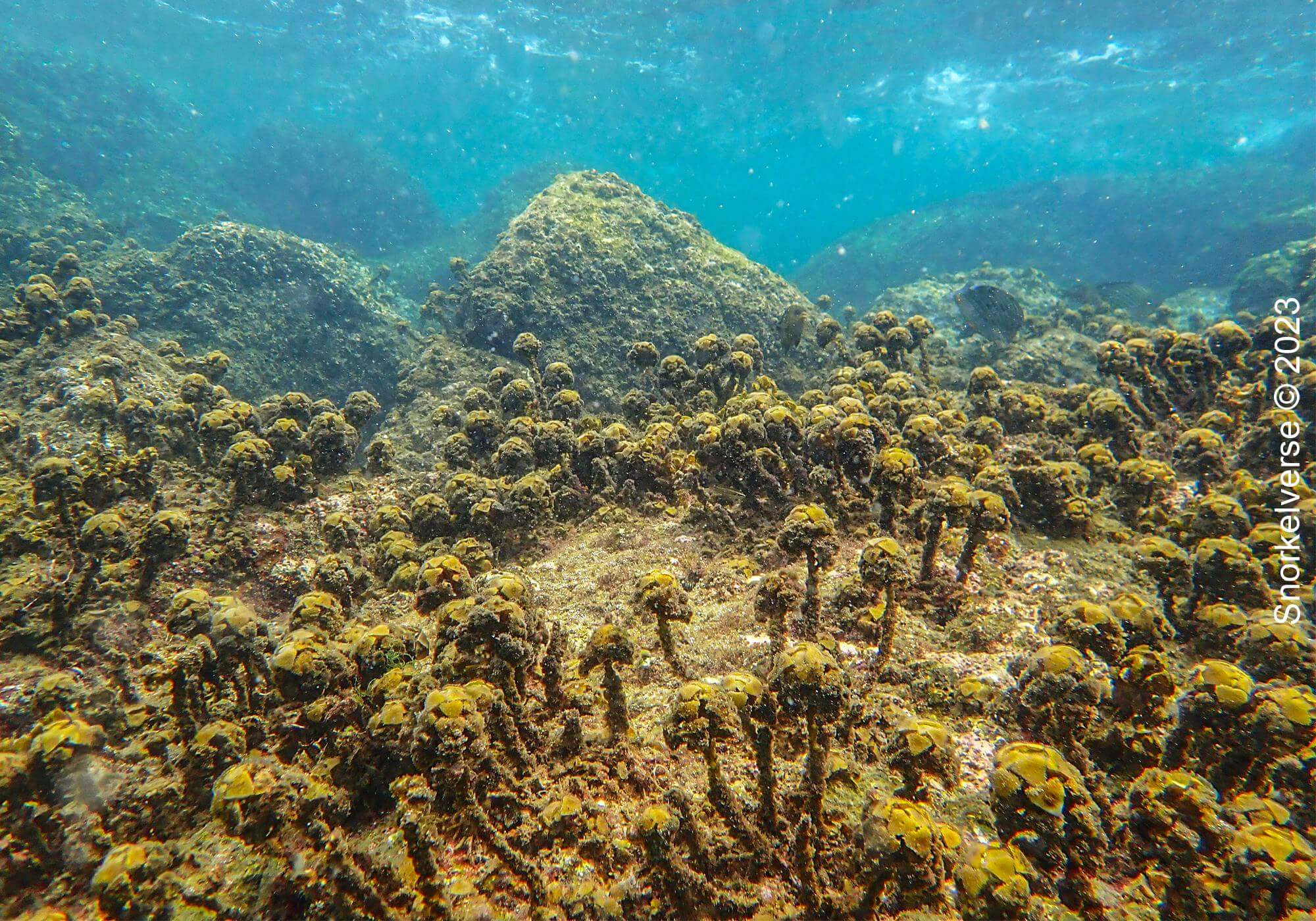 Marine Plants Kata Noi 1