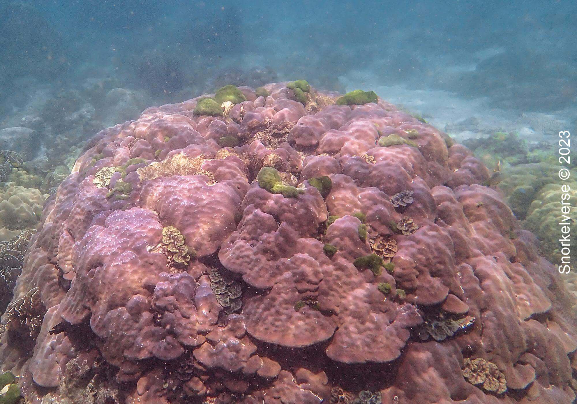 Massive Boulder Coral