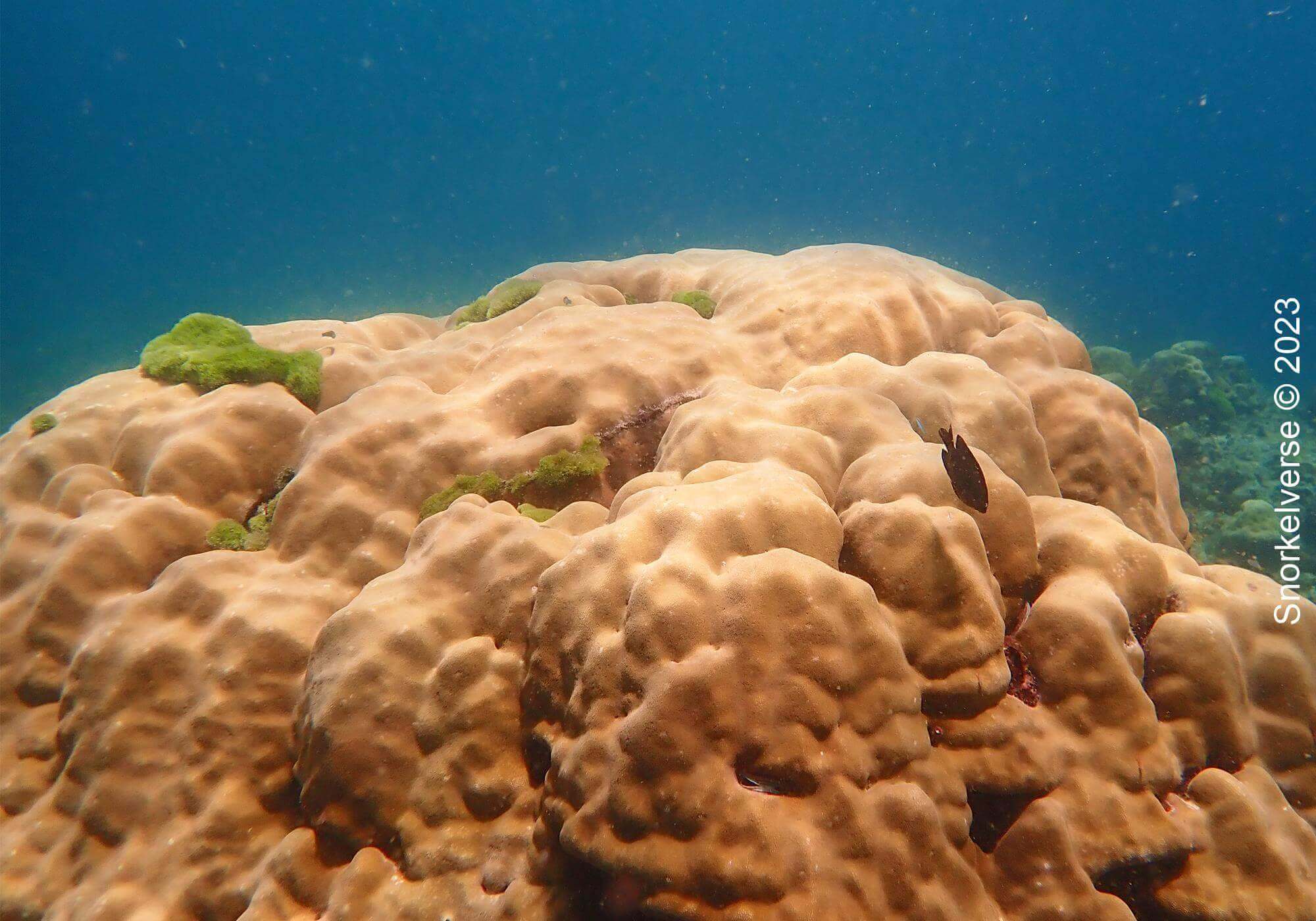 Boulder Coral