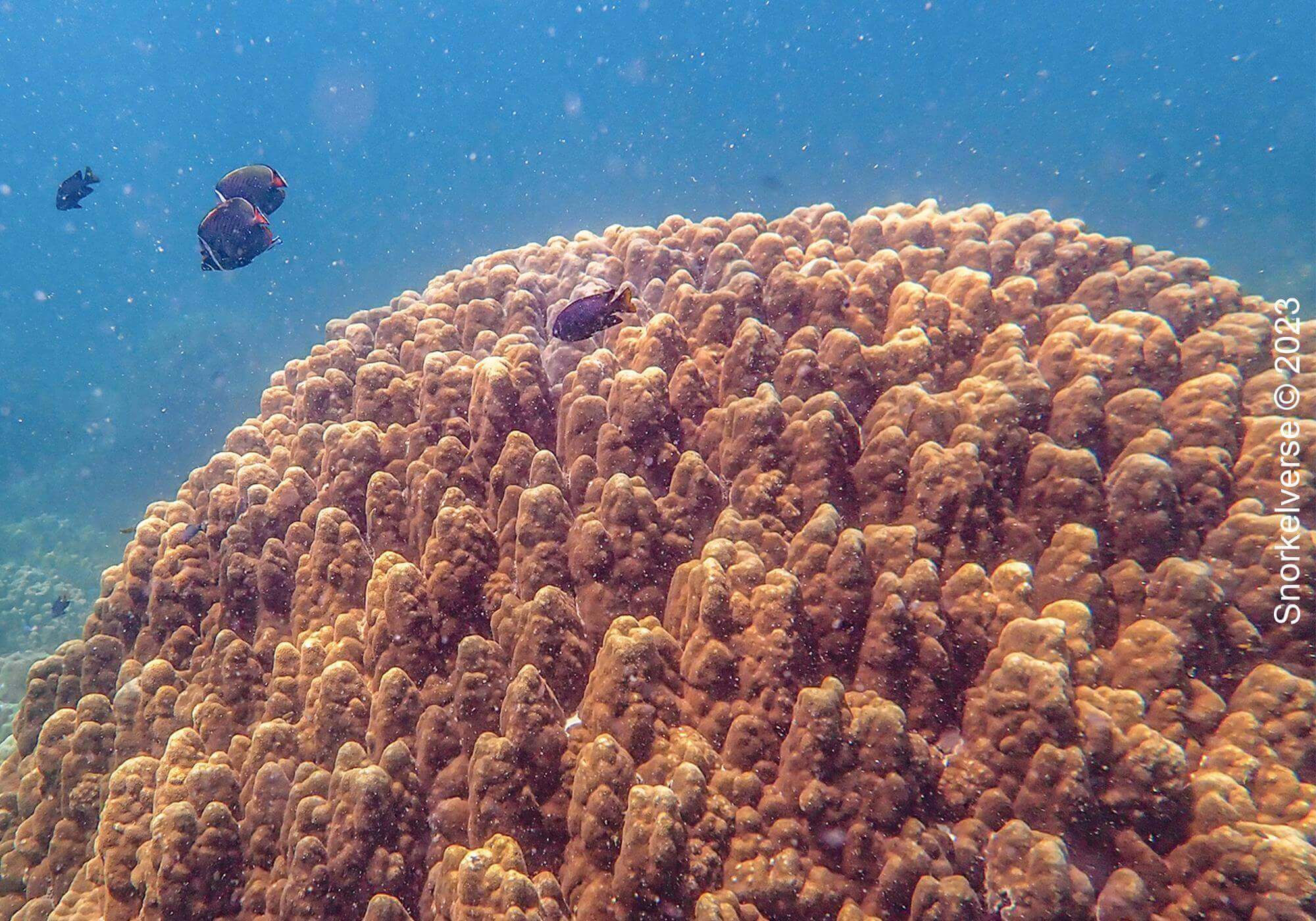 Massive Boulder Coral