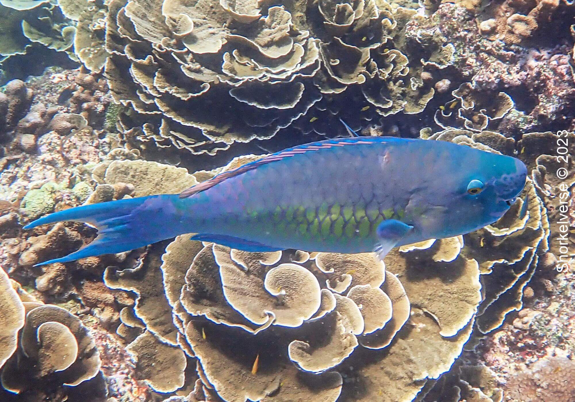 Parrot Fish, Christmas Point, Similan Islands