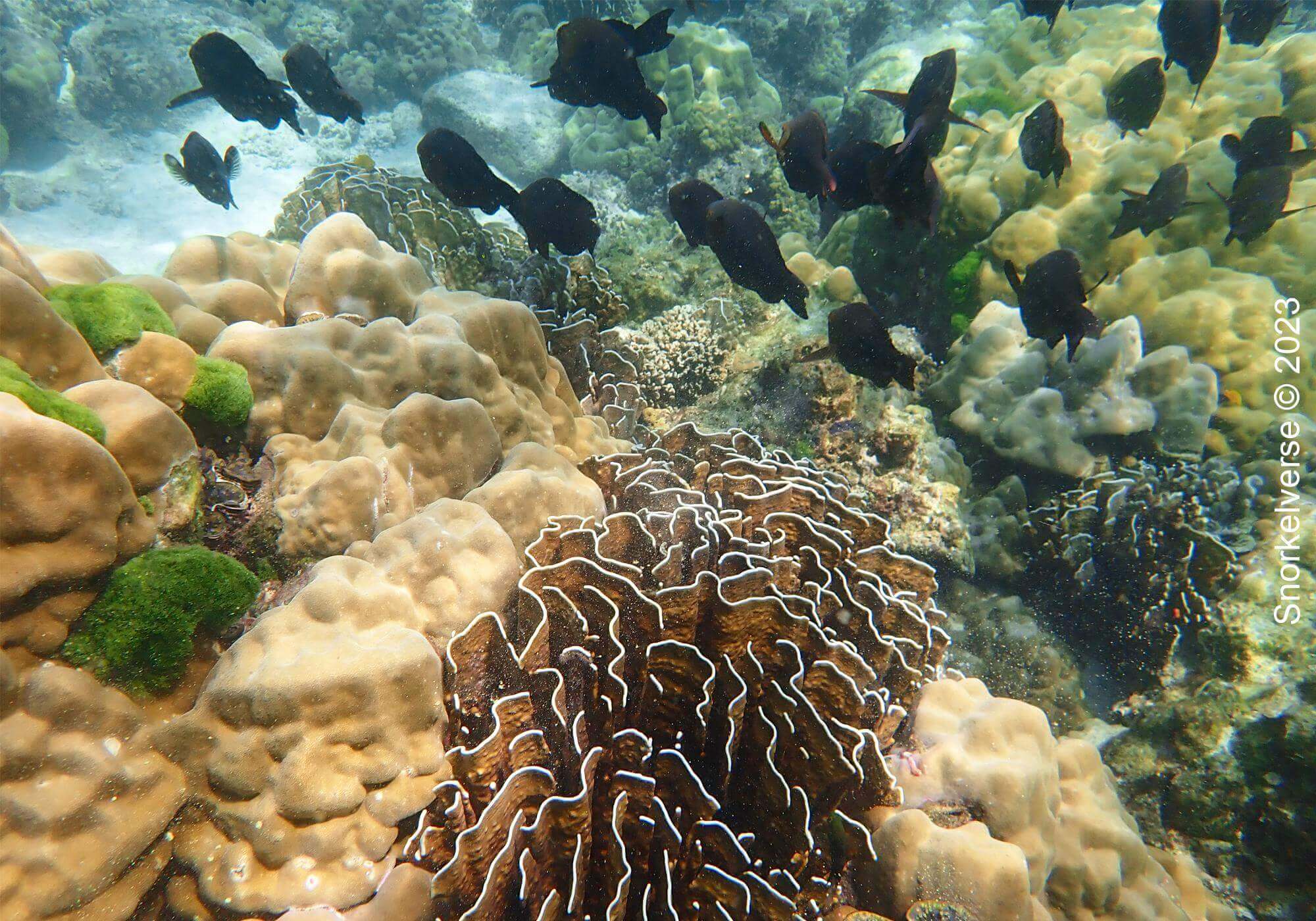 Parrotfish, Coral Reef