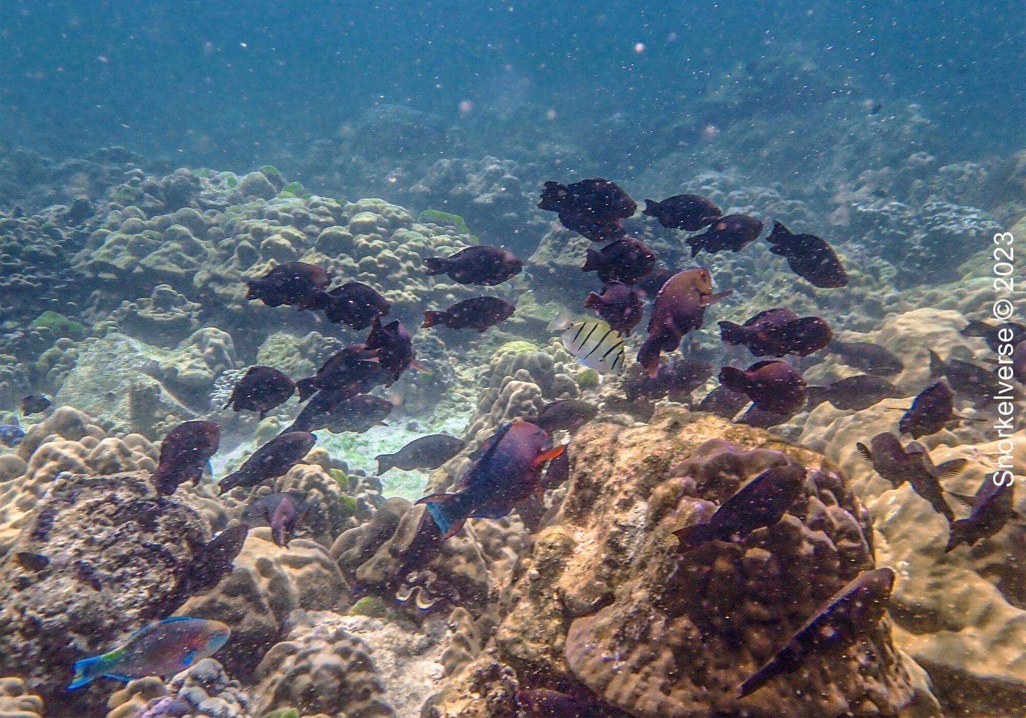 Parrotfish School